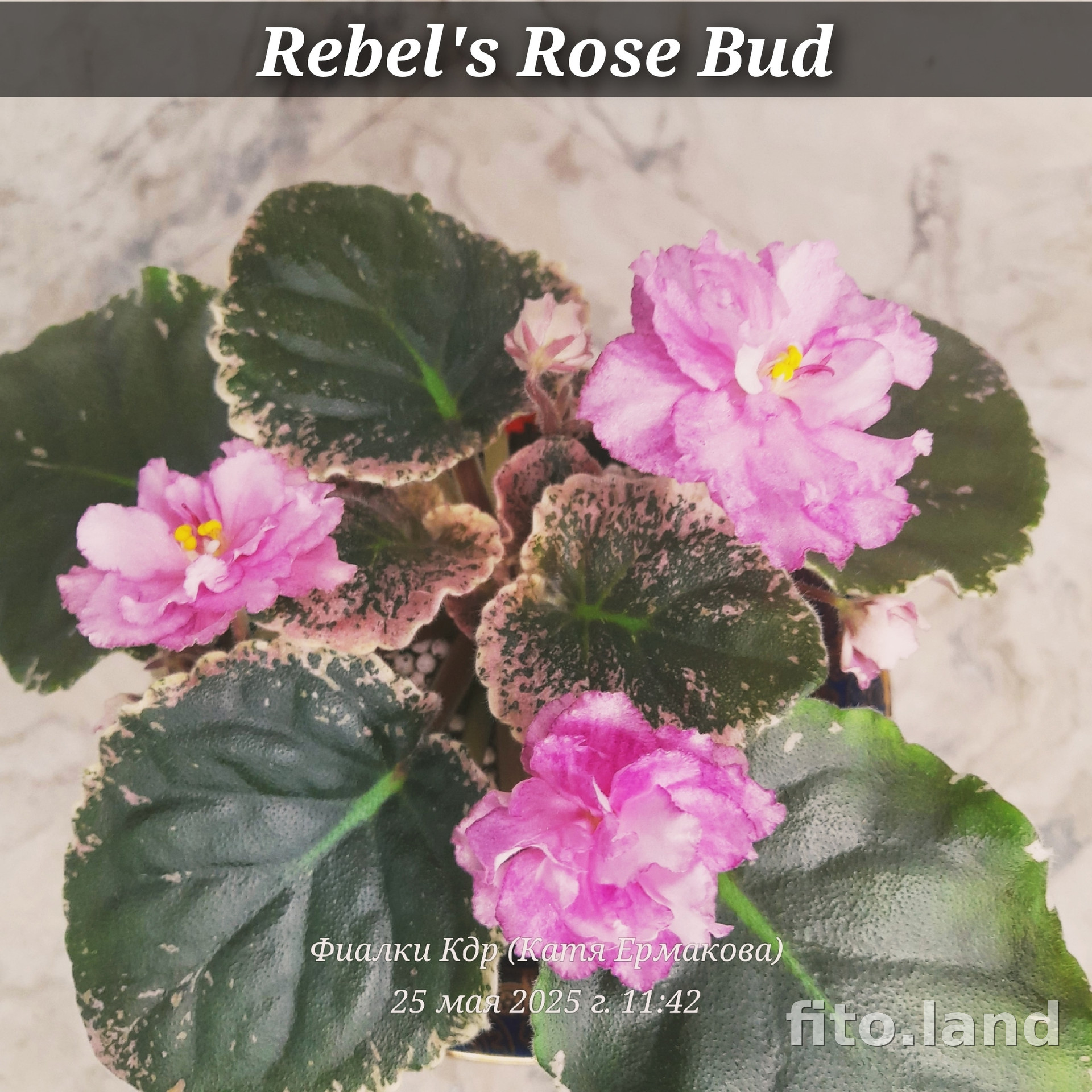 Фиалка Rebel's Rose Bud, фото