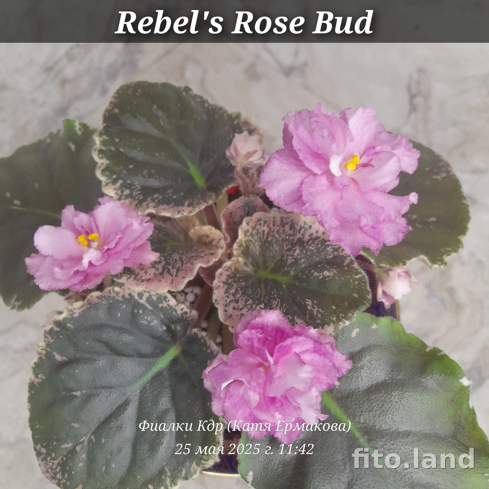 Фиалка Rebel's Rose Bud, фото
