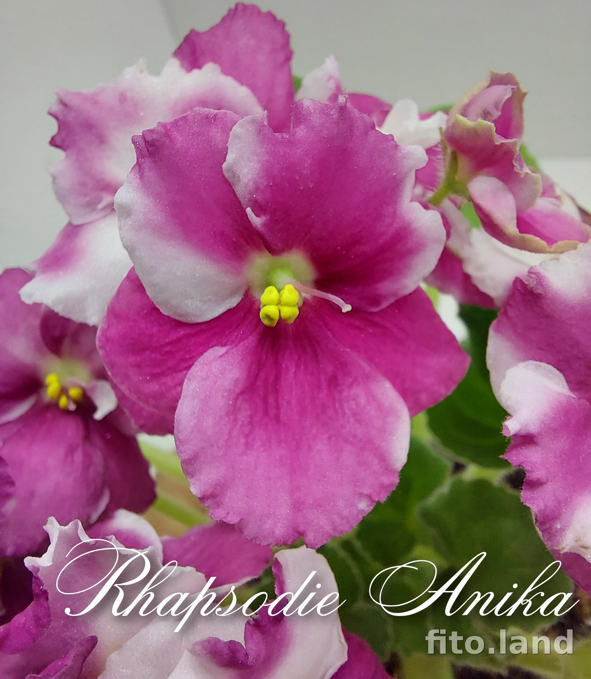 Фиалка Rhapsodie Anika, фото
