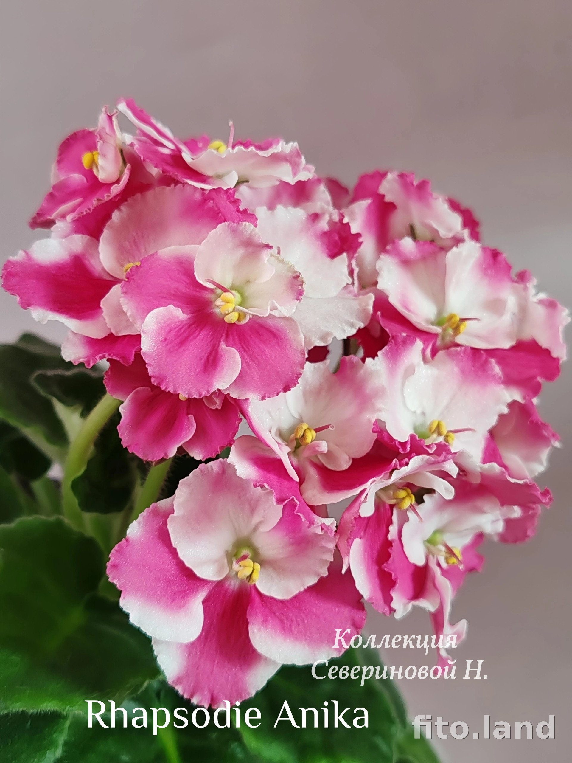 Фиалка Rhapsodie Anika, фото