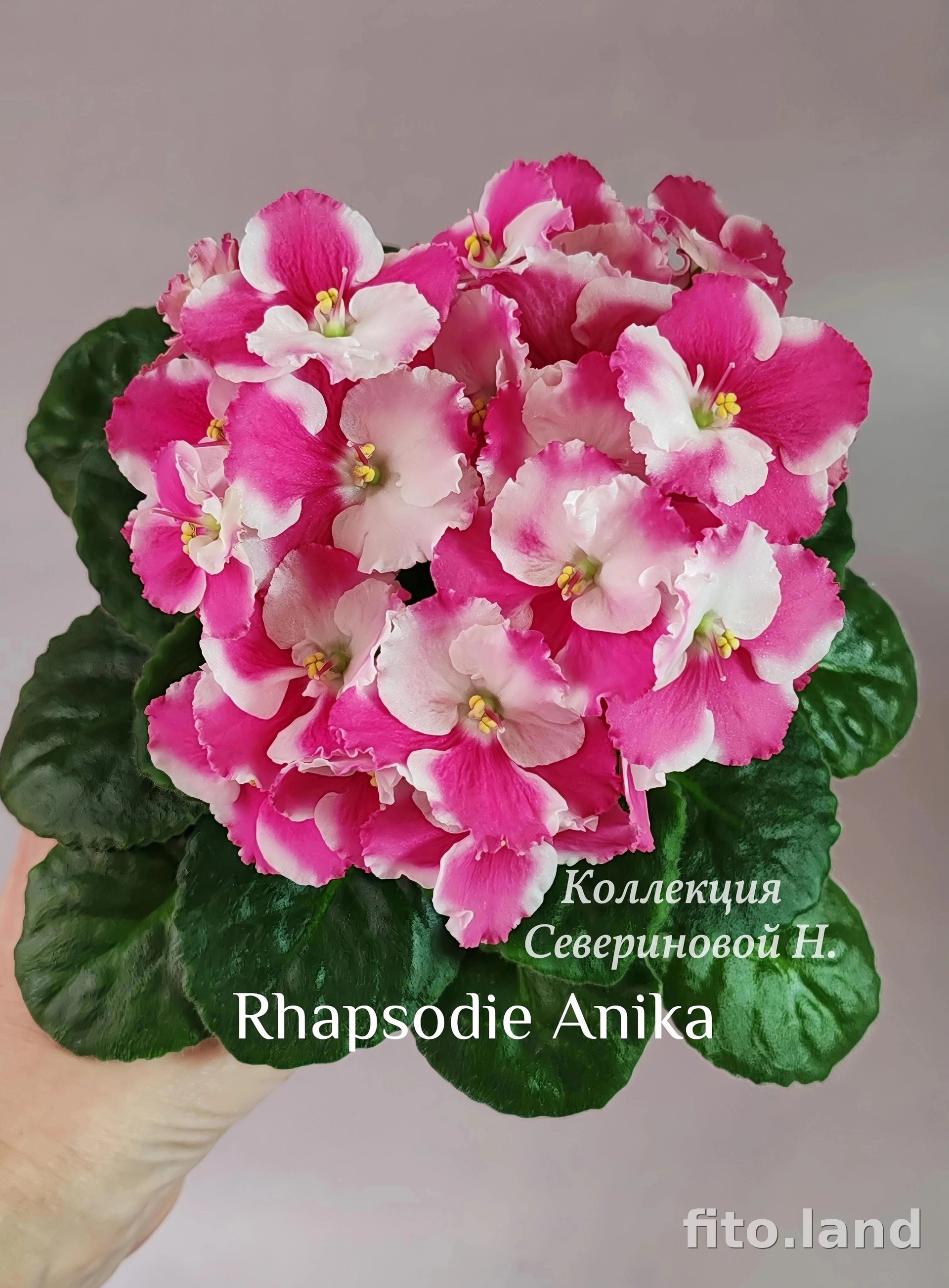 Фиалка Rhapsodie Anika, фото