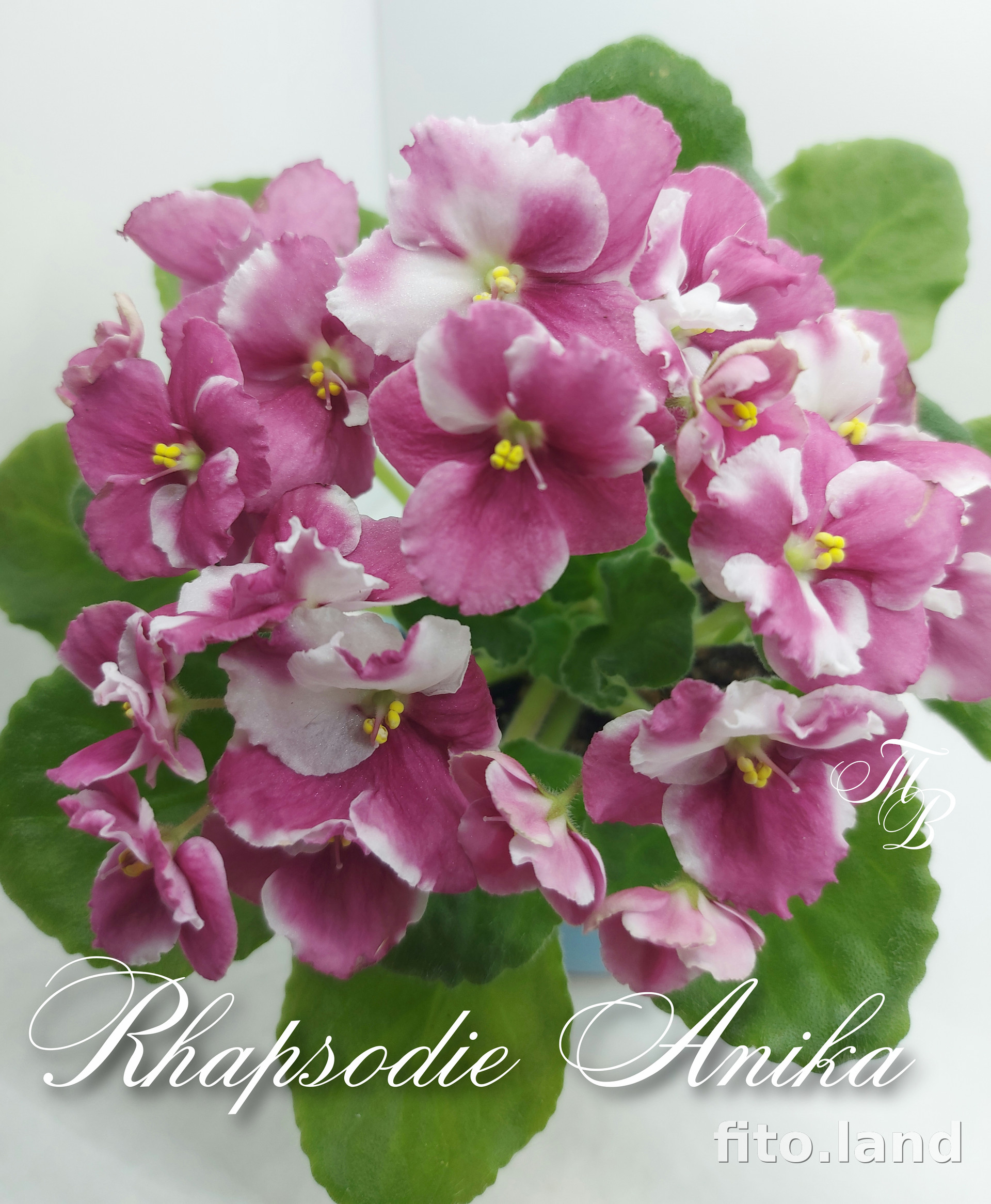 Фиалка Rhapsodie Anika, фото