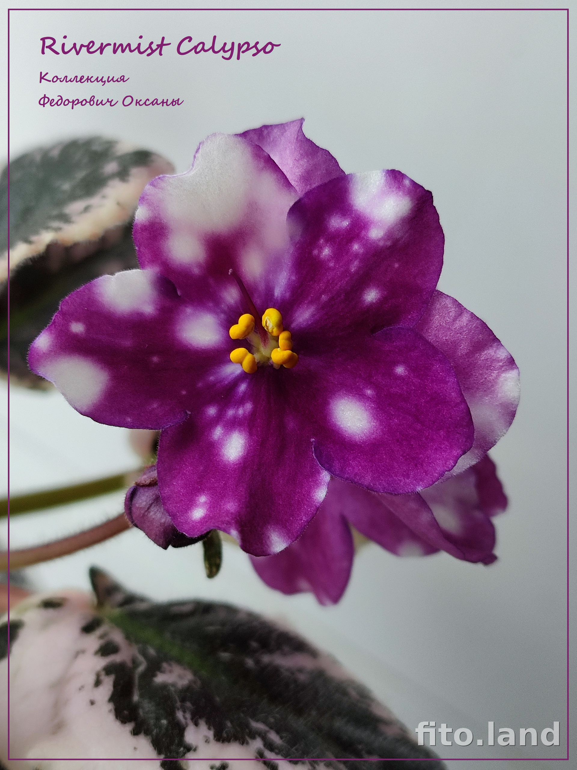 Фиалка Rivermist Calypso, фото