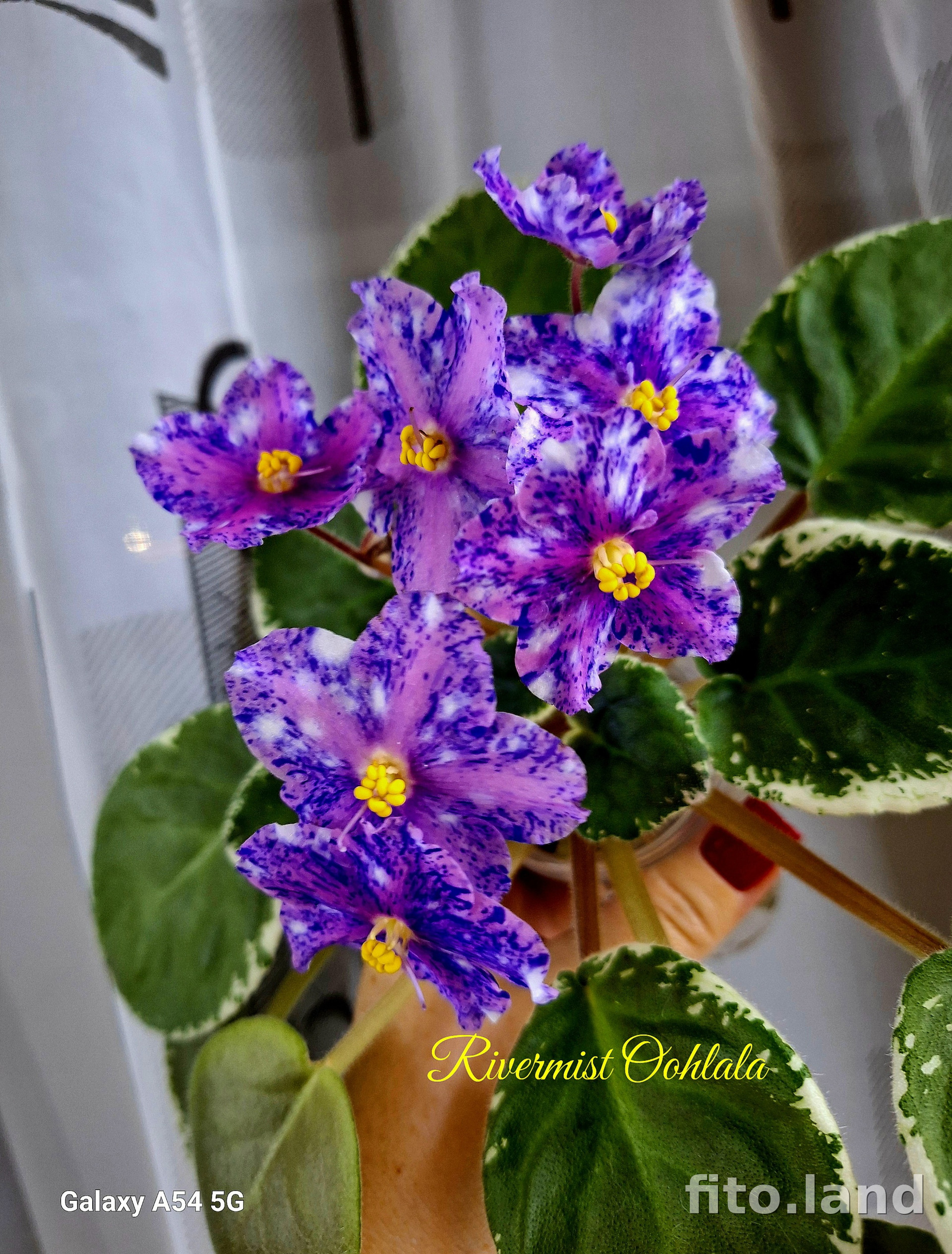 Фиалка Rivermist Oohlala, фото