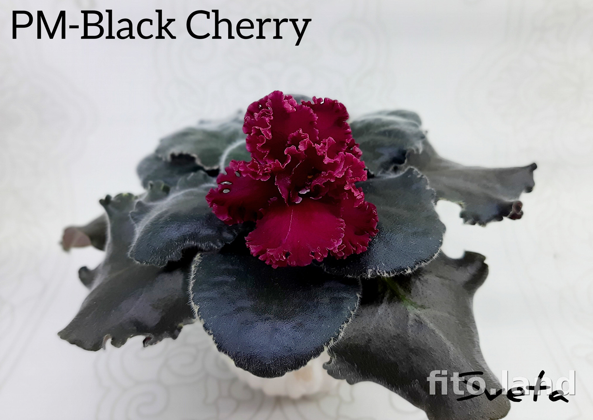 Фиалка РМ-Black Cherry, фото