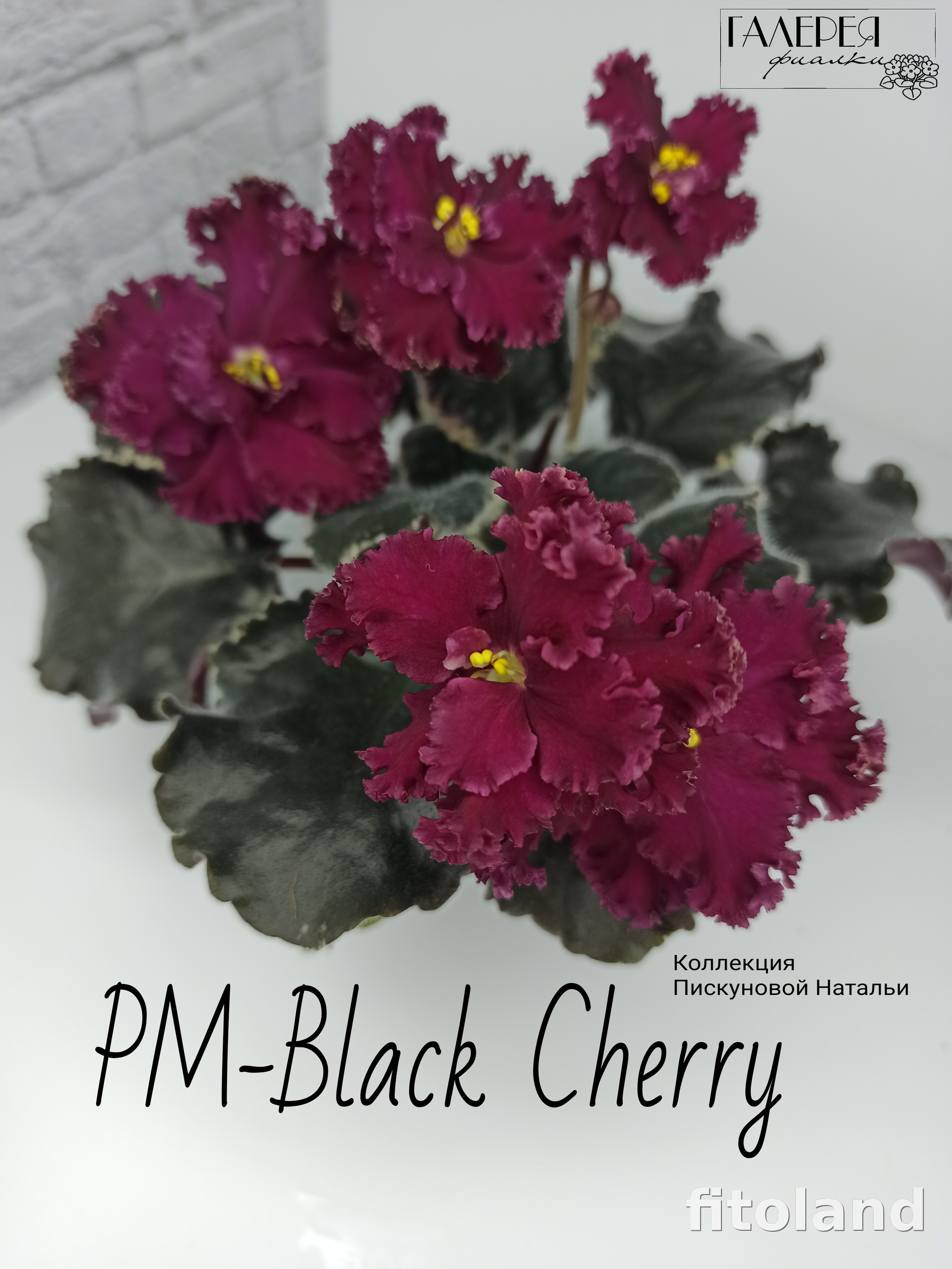 Фиалка РМ-Black Cherry, фото