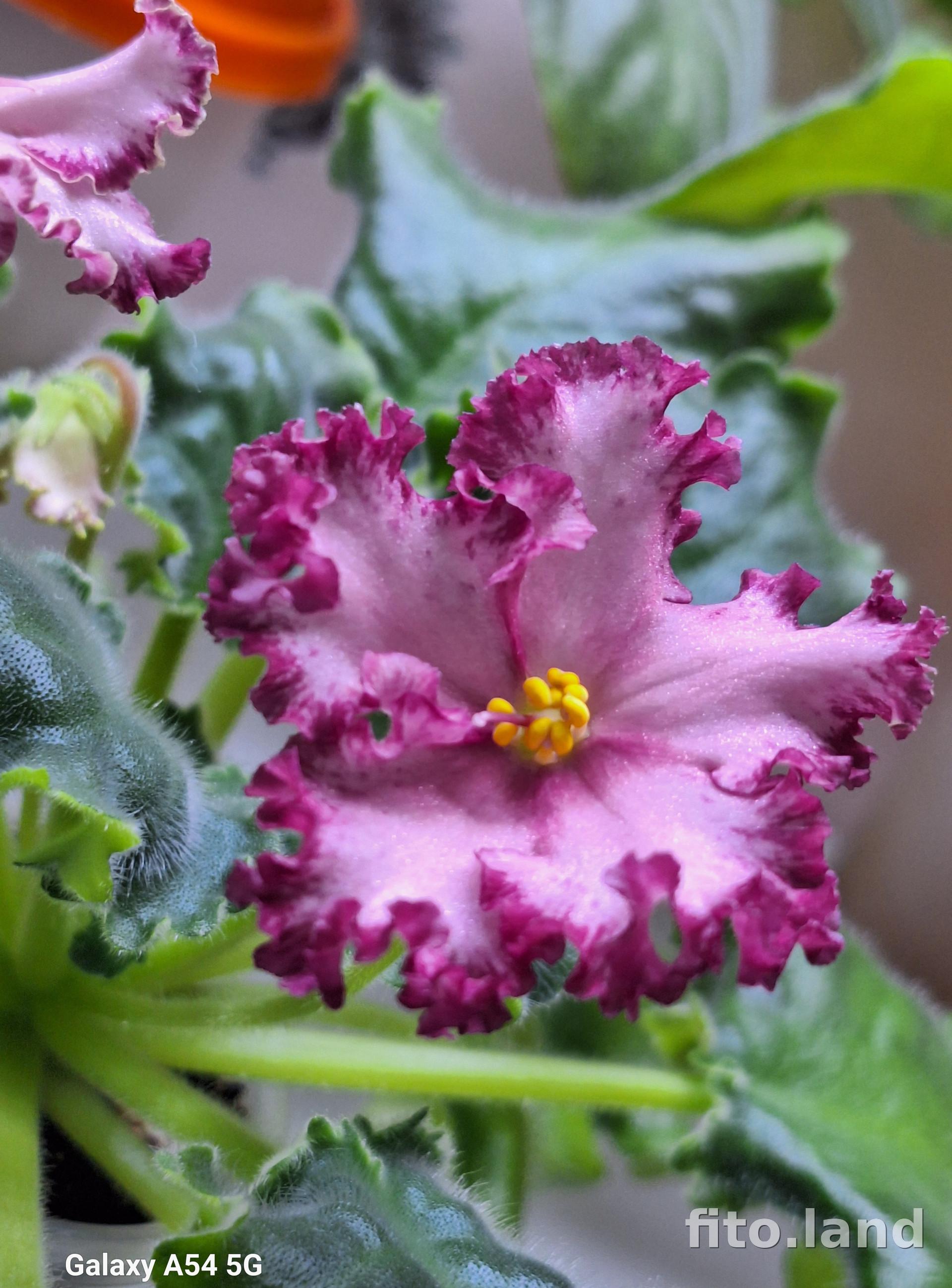 Фиалка РМ-Элла Делей, фото