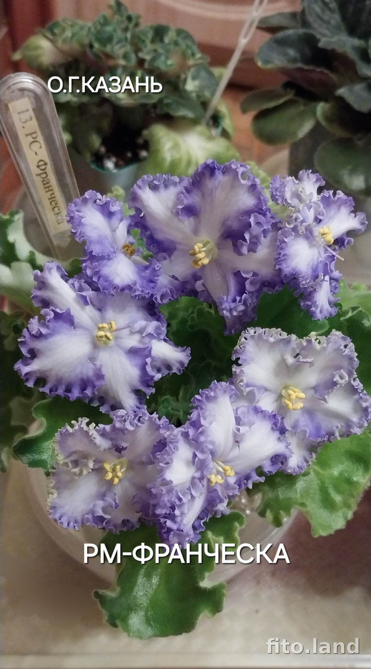 Фиалка РМ-Франческа, фото