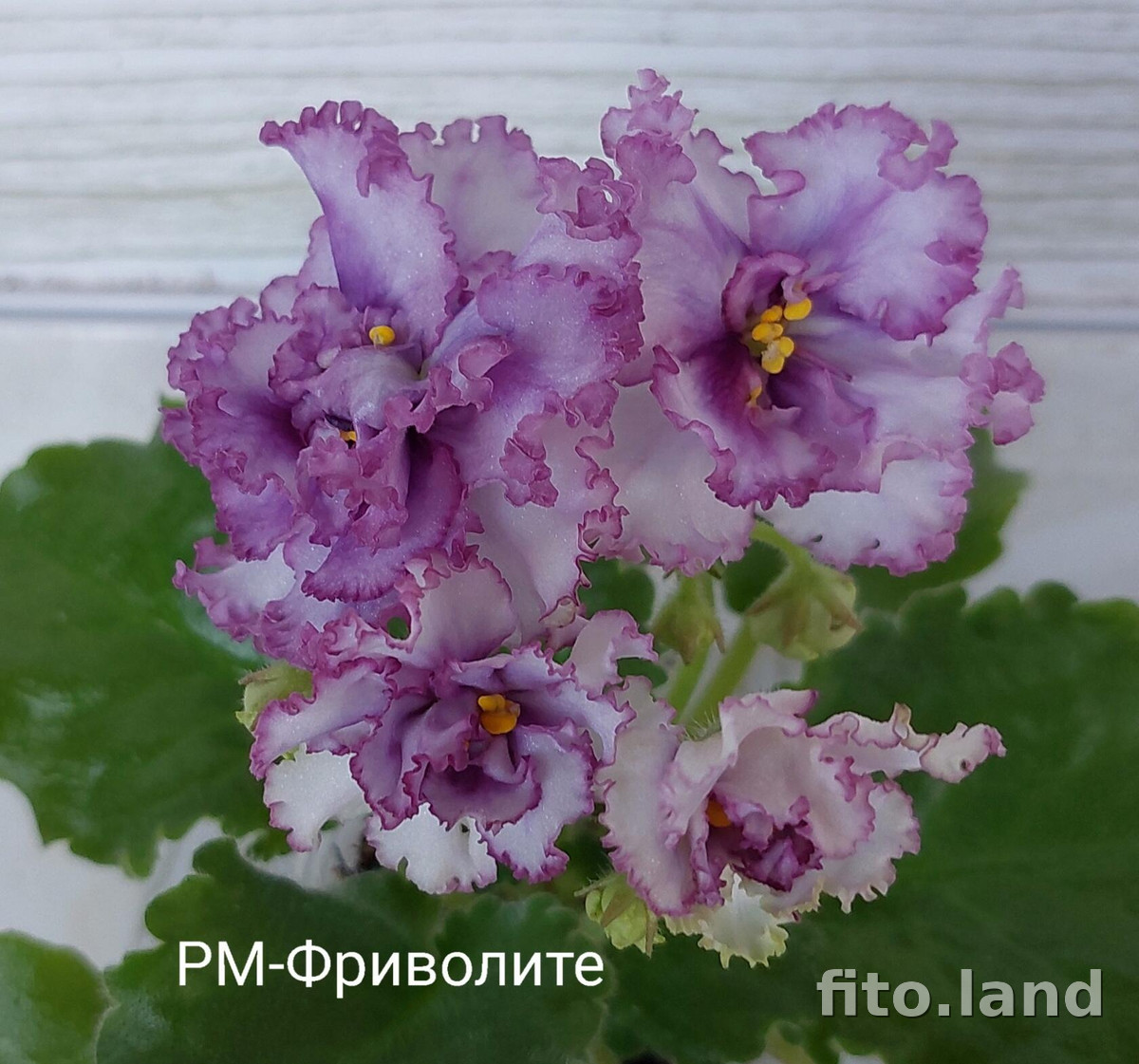 Фиалка РМ-Фриволите, фото