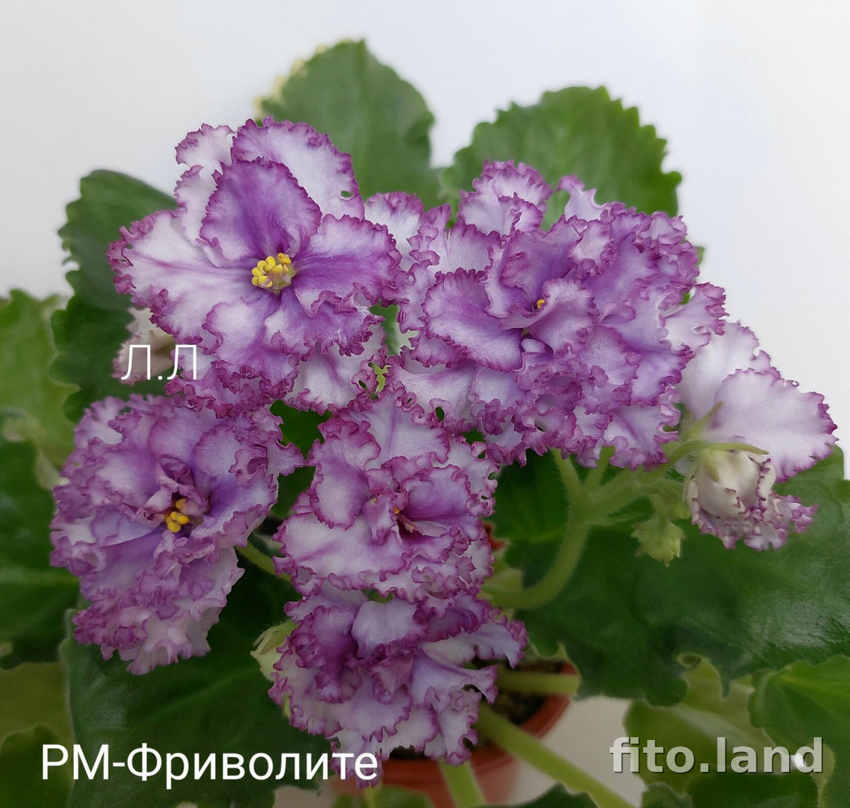 Фиалка РМ-Фриволите, фото