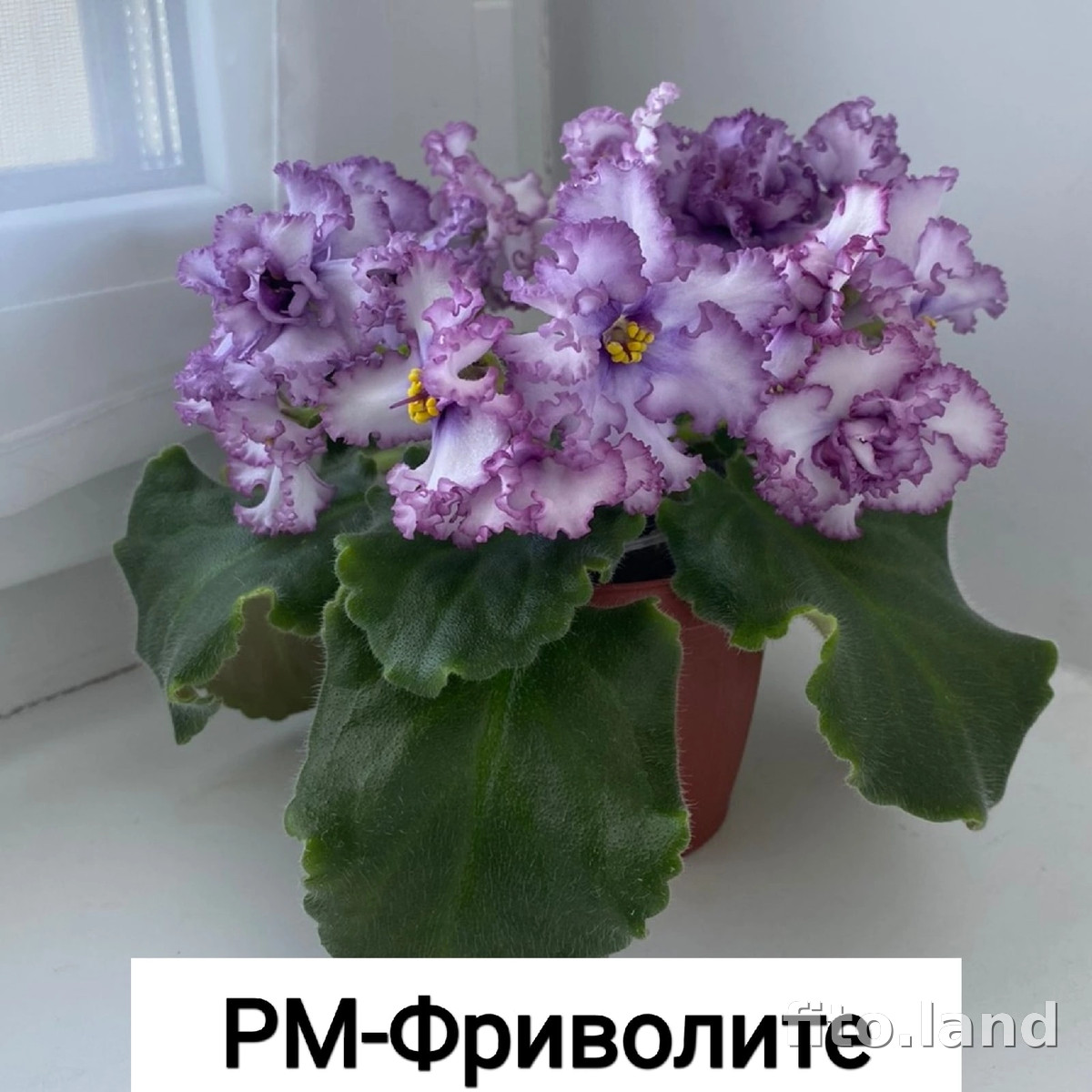 Фиалка РМ-Фриволите, фото