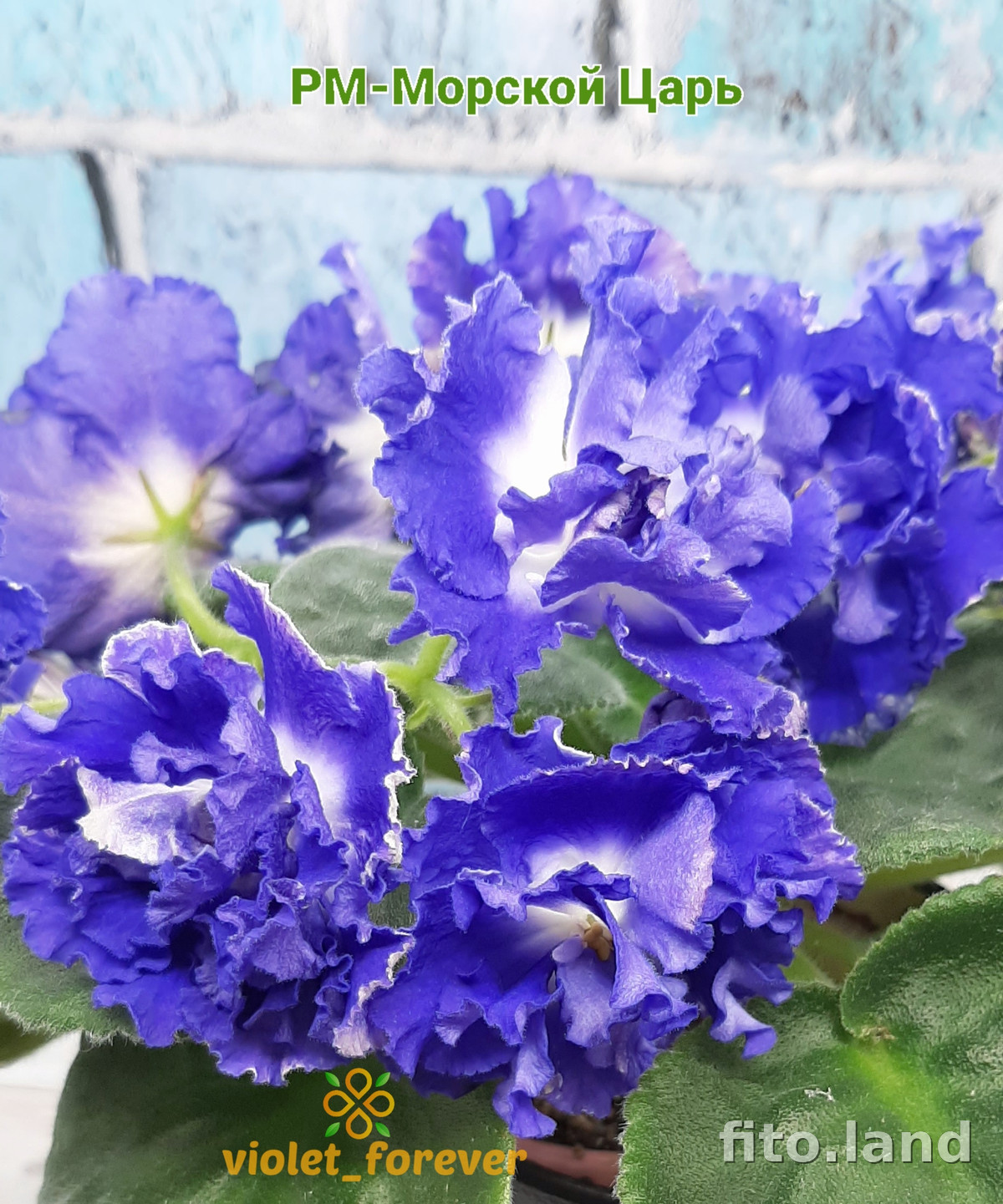 Фиалка РМ-Морской Царь, фото
