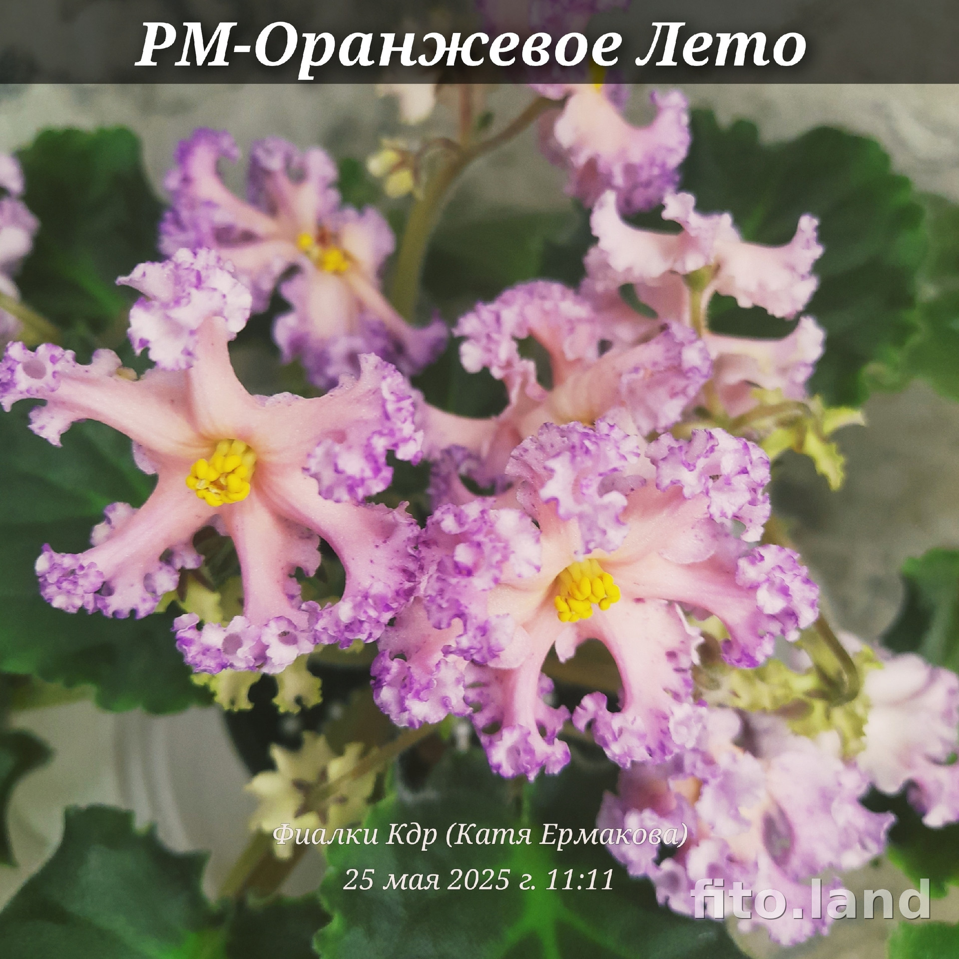 Фиалка РМ-Оранжевое Лето, фото