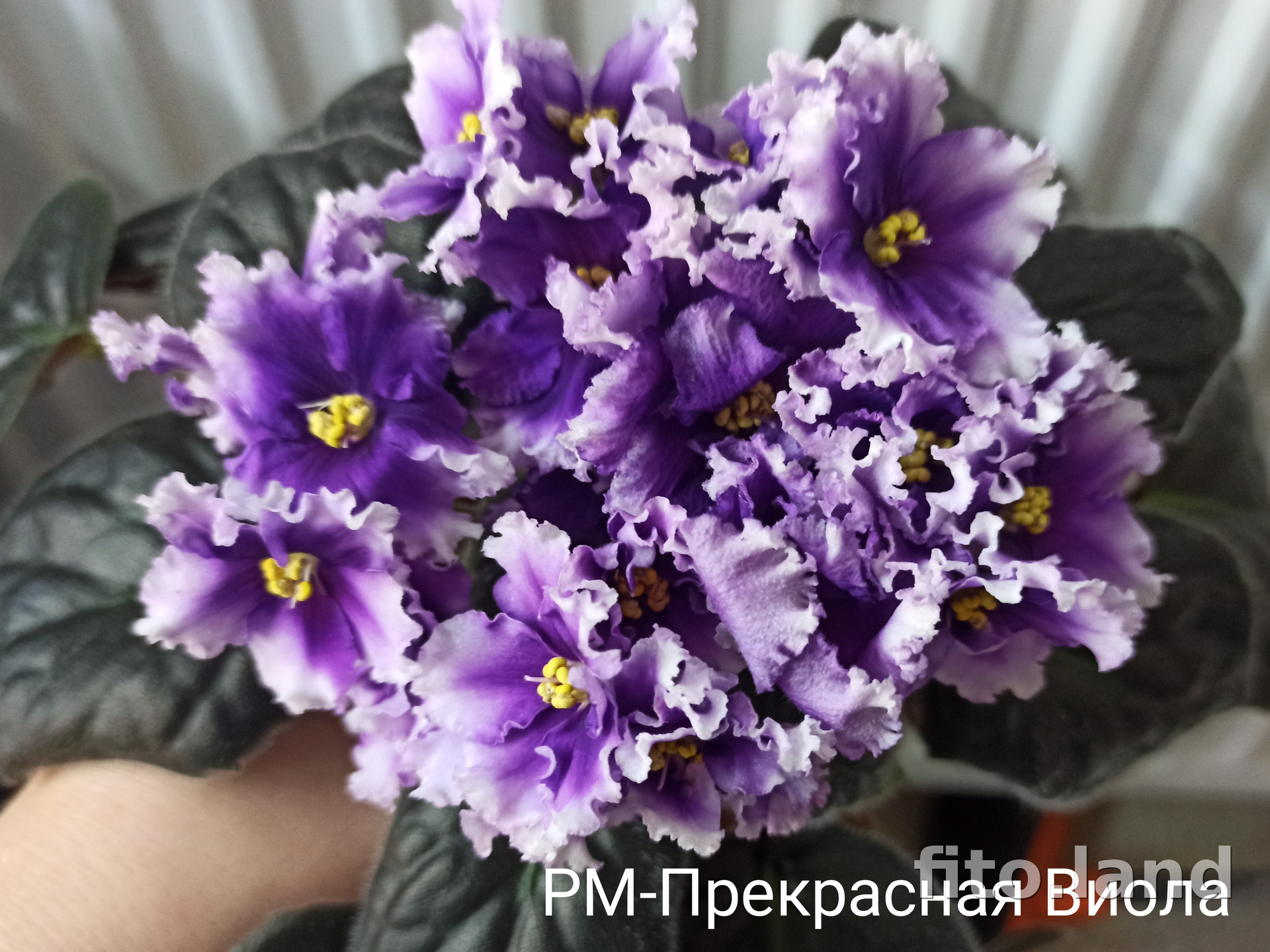 Фиалка РМ-Прекрасная Виола, фото