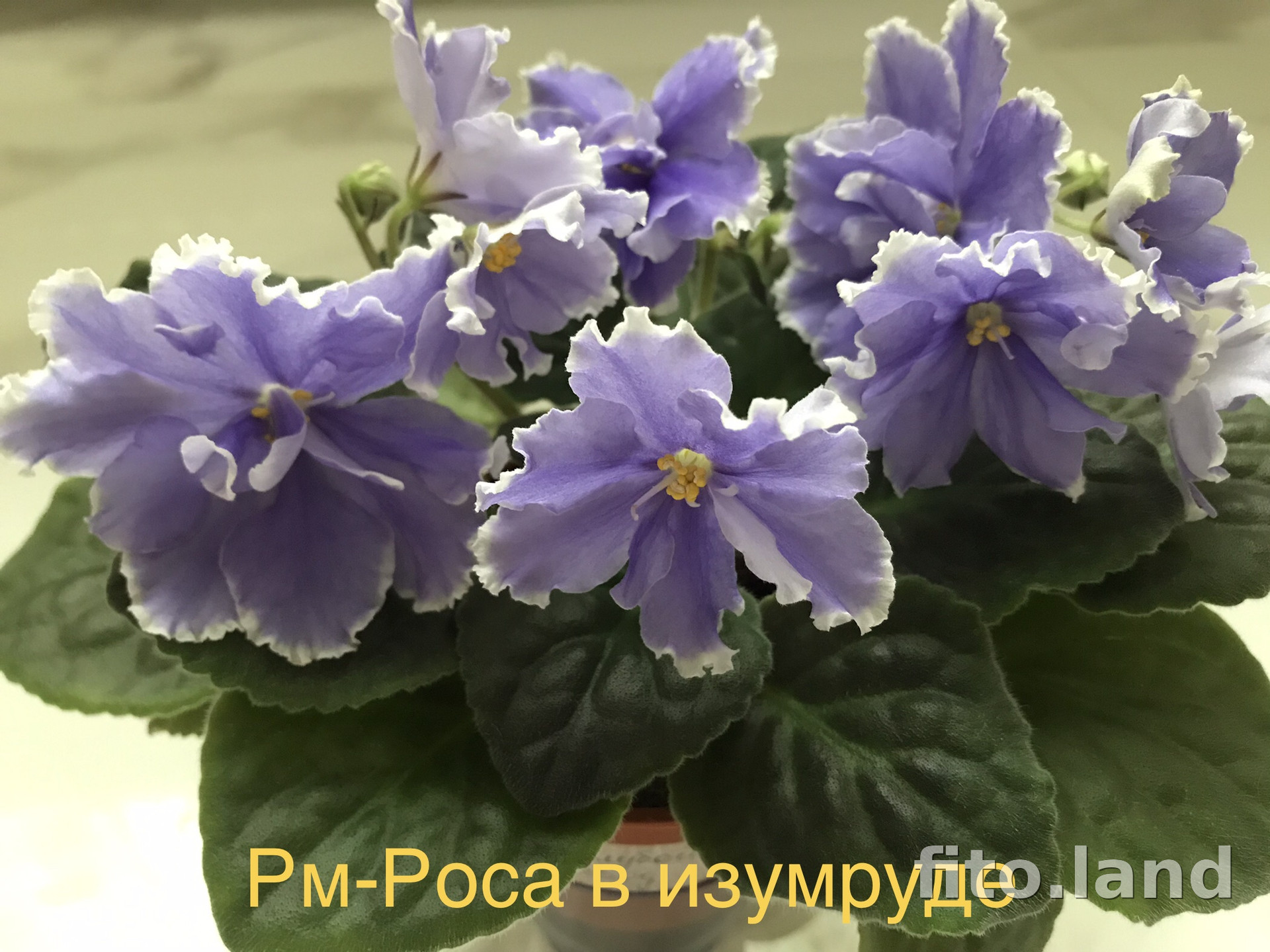 Фиалка РМ-Роса в Изумруде, фото
