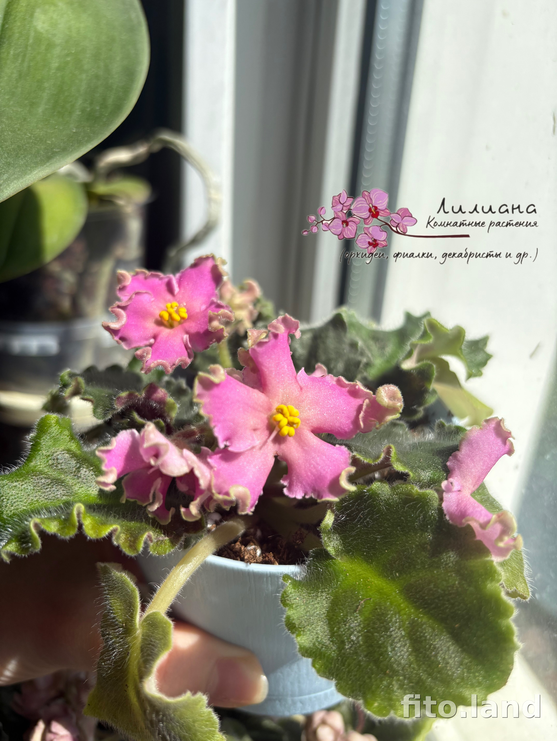 Фиалка РМ-Розовая Волна, фото