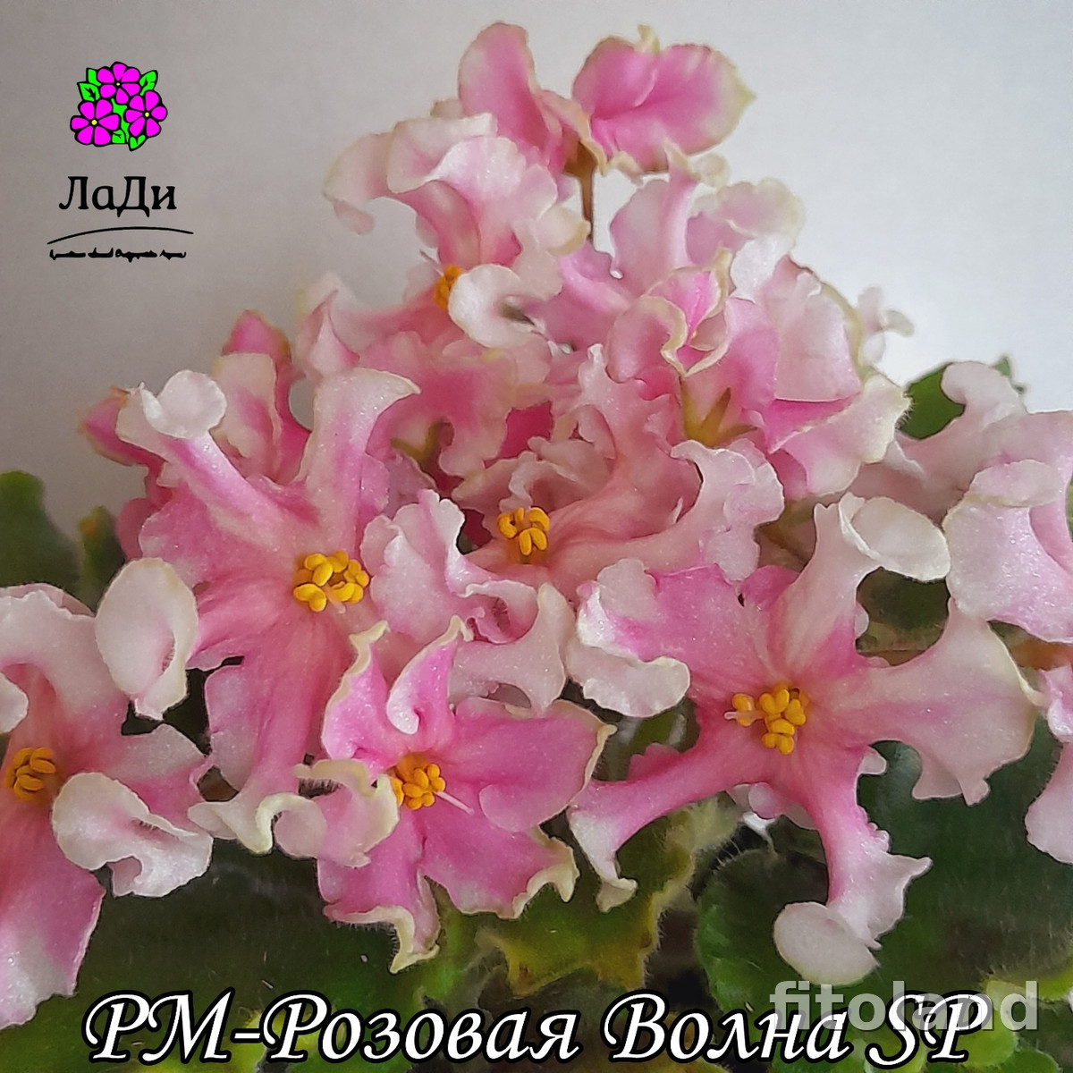 Фиалка РМ-Розовая Волна, фото