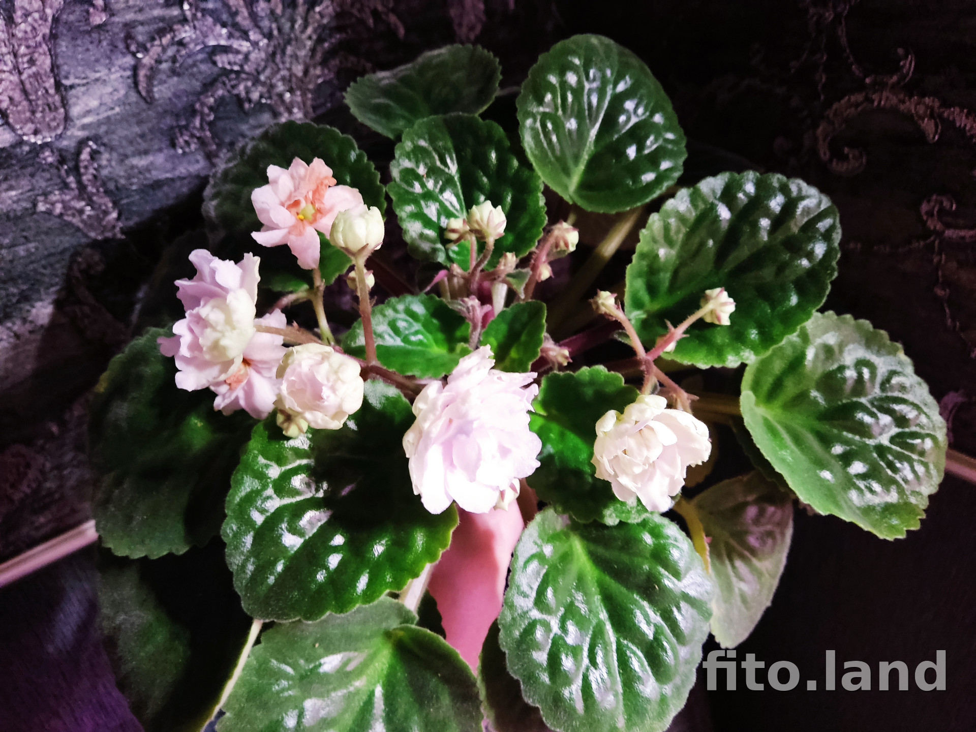 Фиалка РМ-Шопен, фото