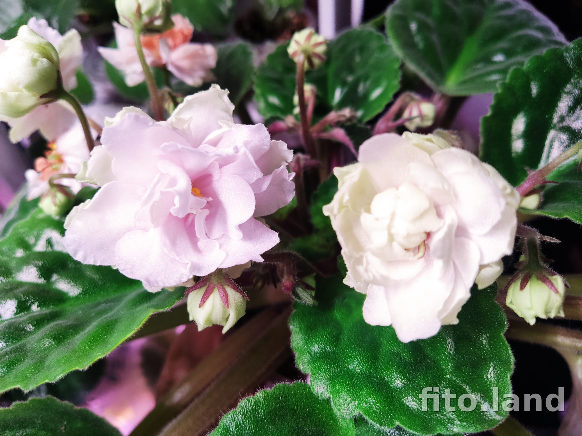 Фиалка РМ-Шопен, фото