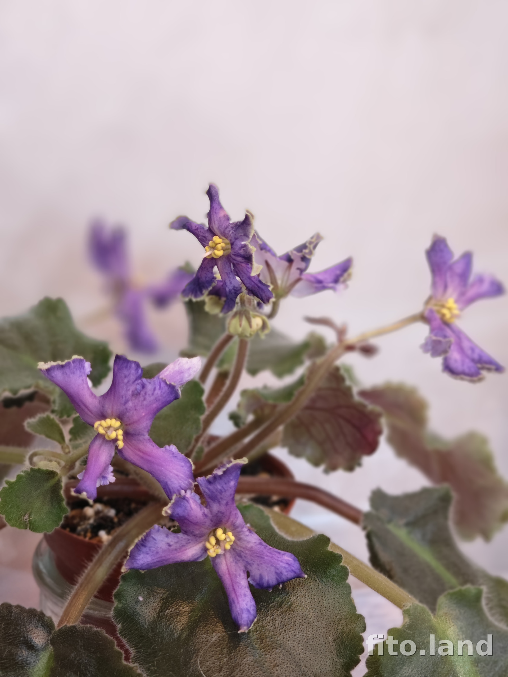 Фиалка РМ-Сон Бабочки, фото