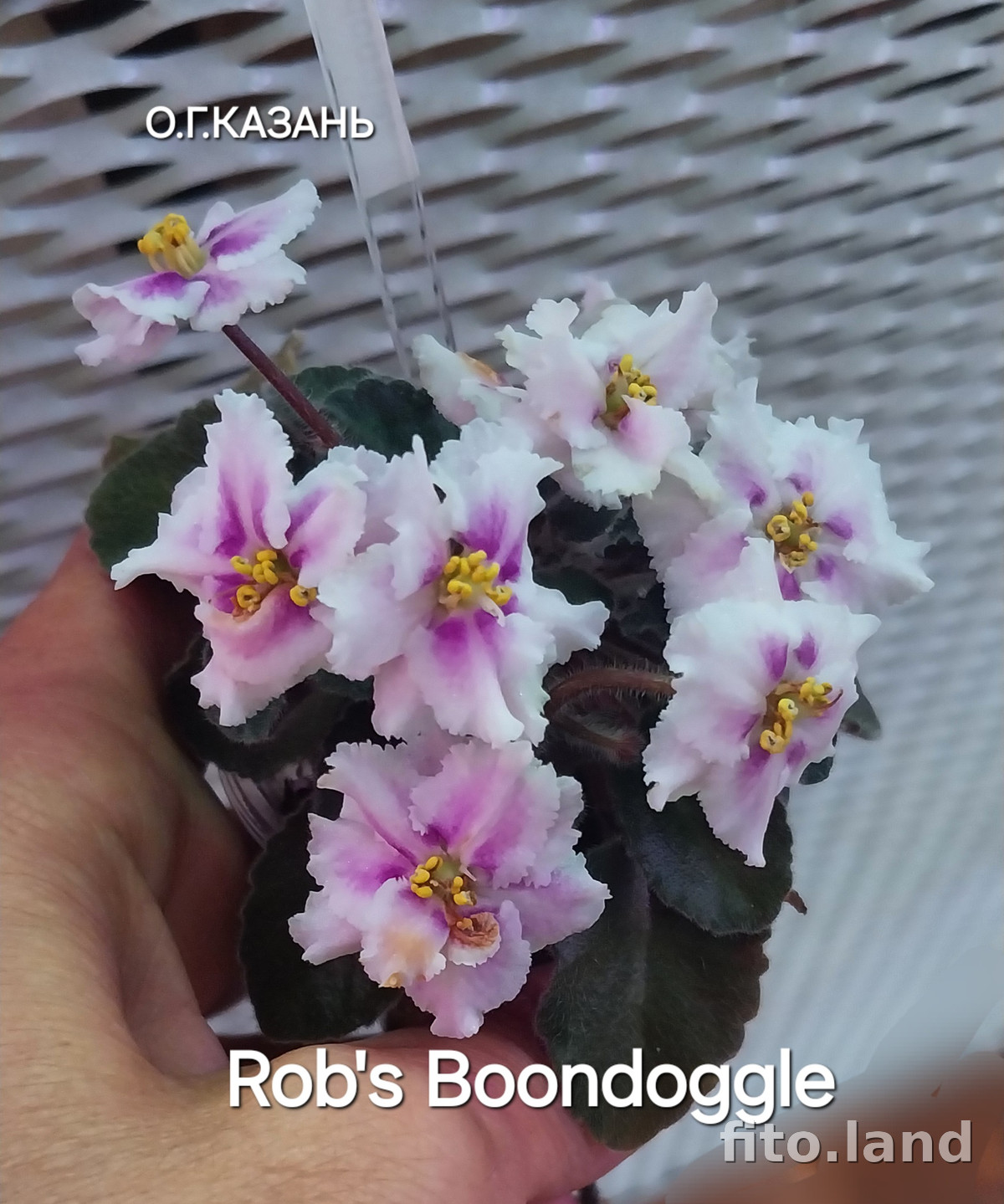 Фиалка Rob's Boondoggle, фото