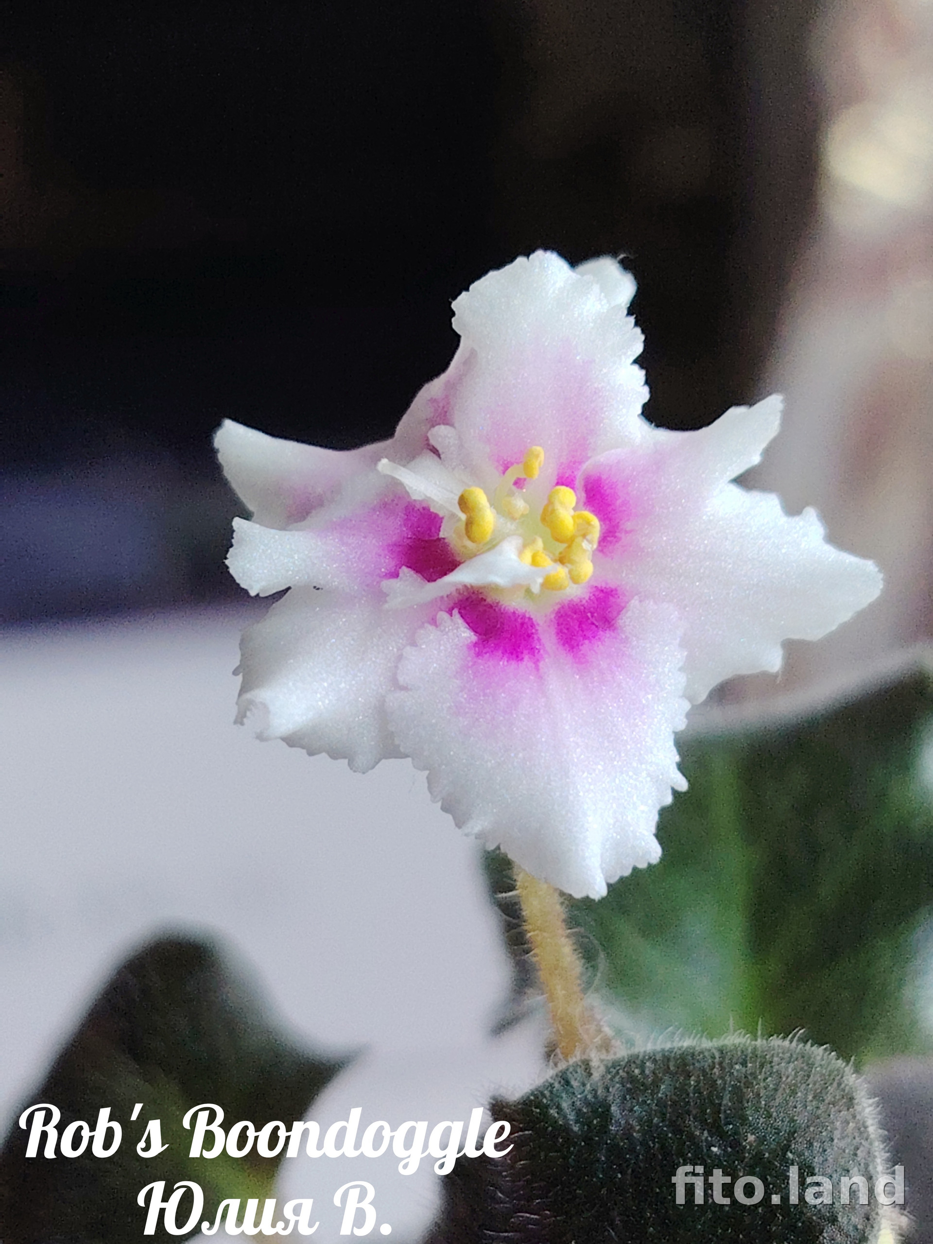 Фиалка Rob's Boondoggle, фото