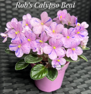 Фиалка Rob's Calypso Beat, фото