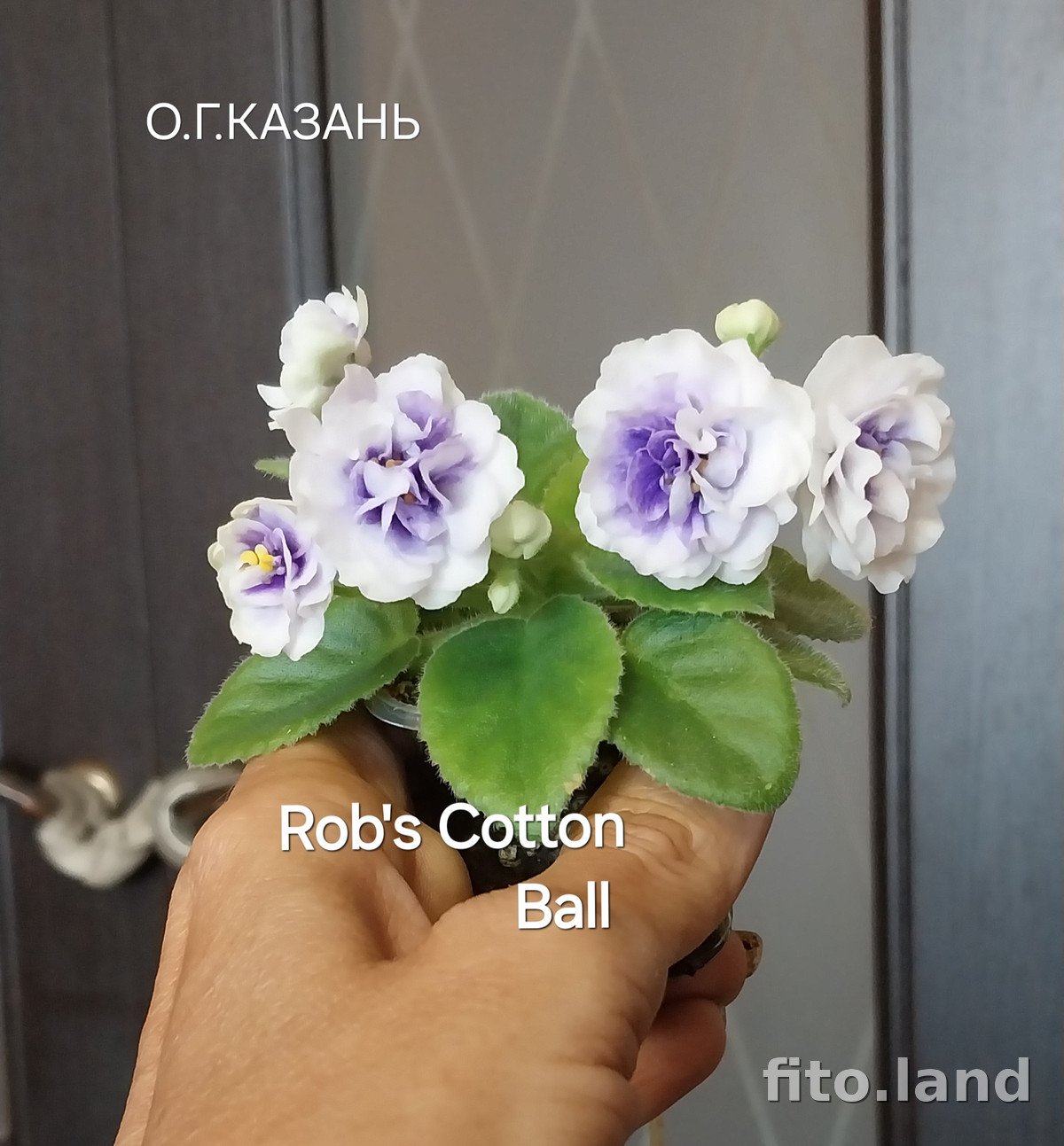 Фиалка Rob's Cotton Ball, фото