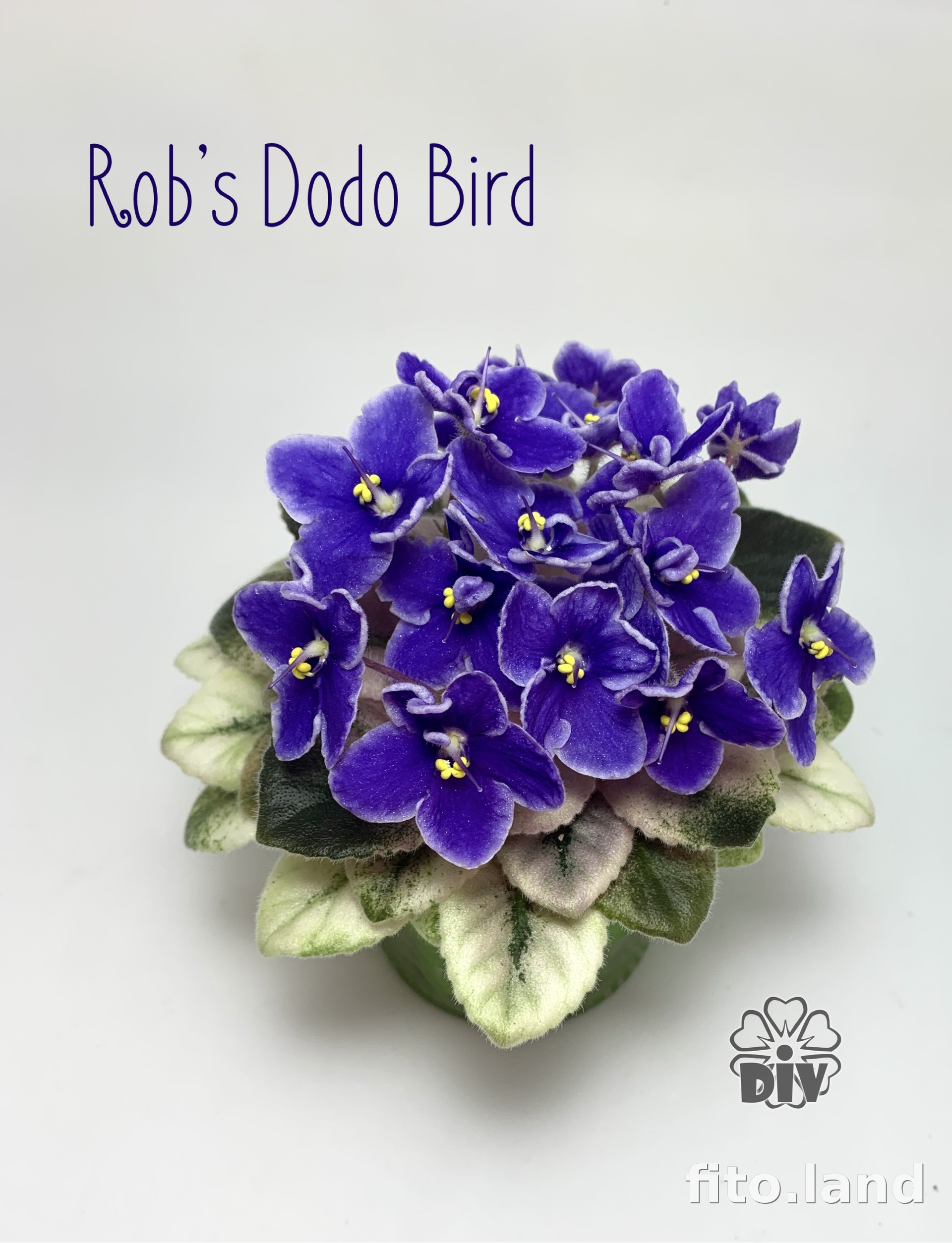 Фиалка Rob's Dodo Bird, фото