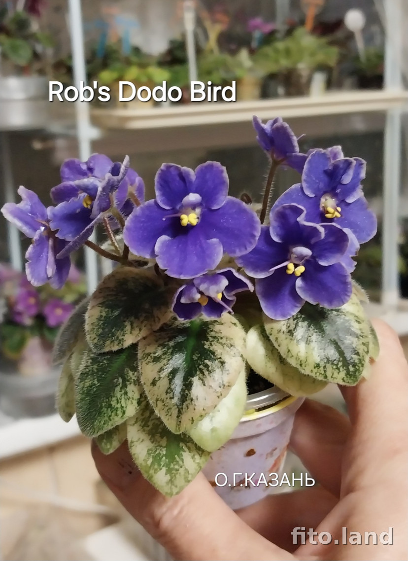 Фиалка Rob's Dodo Bird, фото