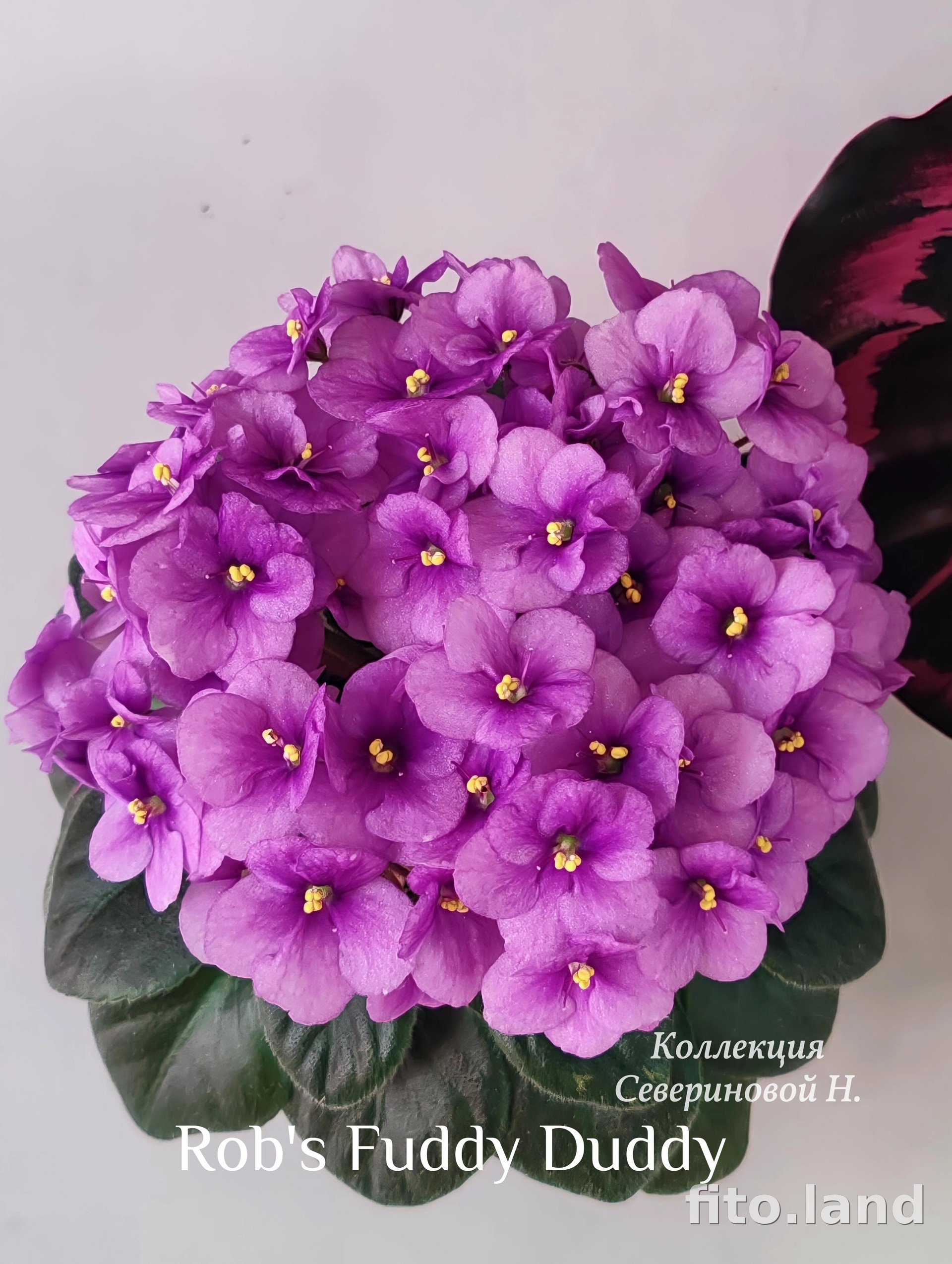 Фиалка Rob's Fuddy Duddy, фото