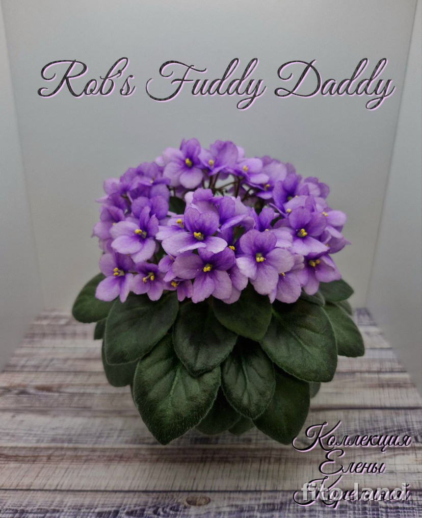 Фиалка Rob's Fuddy Duddy, фото