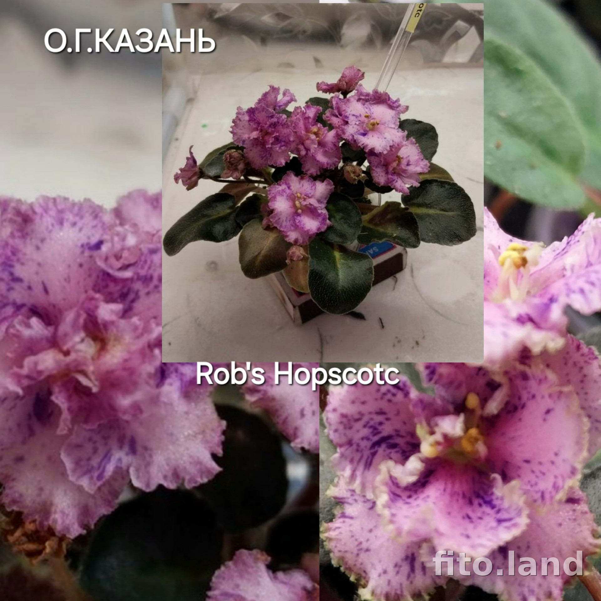 Фиалка Rob's Hopscotch, фото