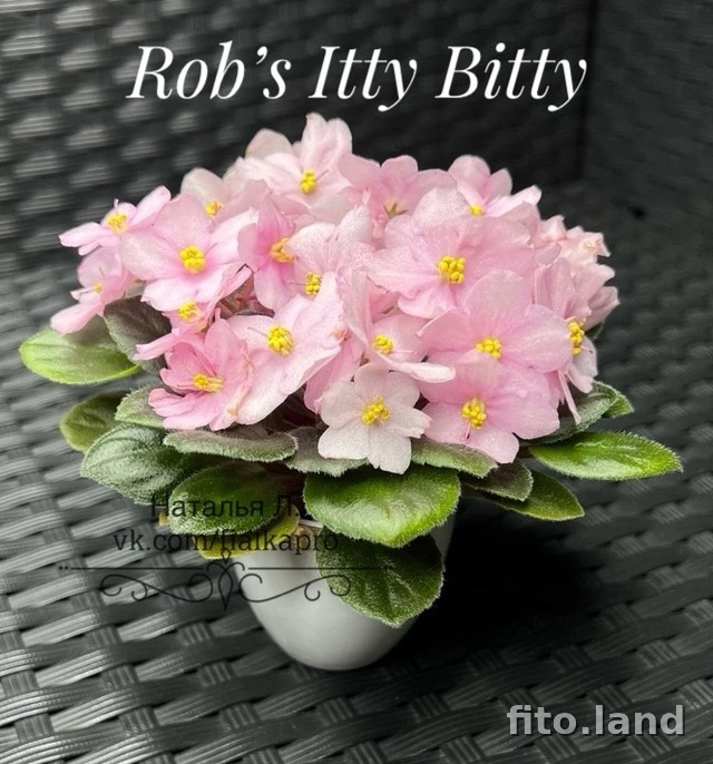 Фиалка Rob's Itty Bitty, фото