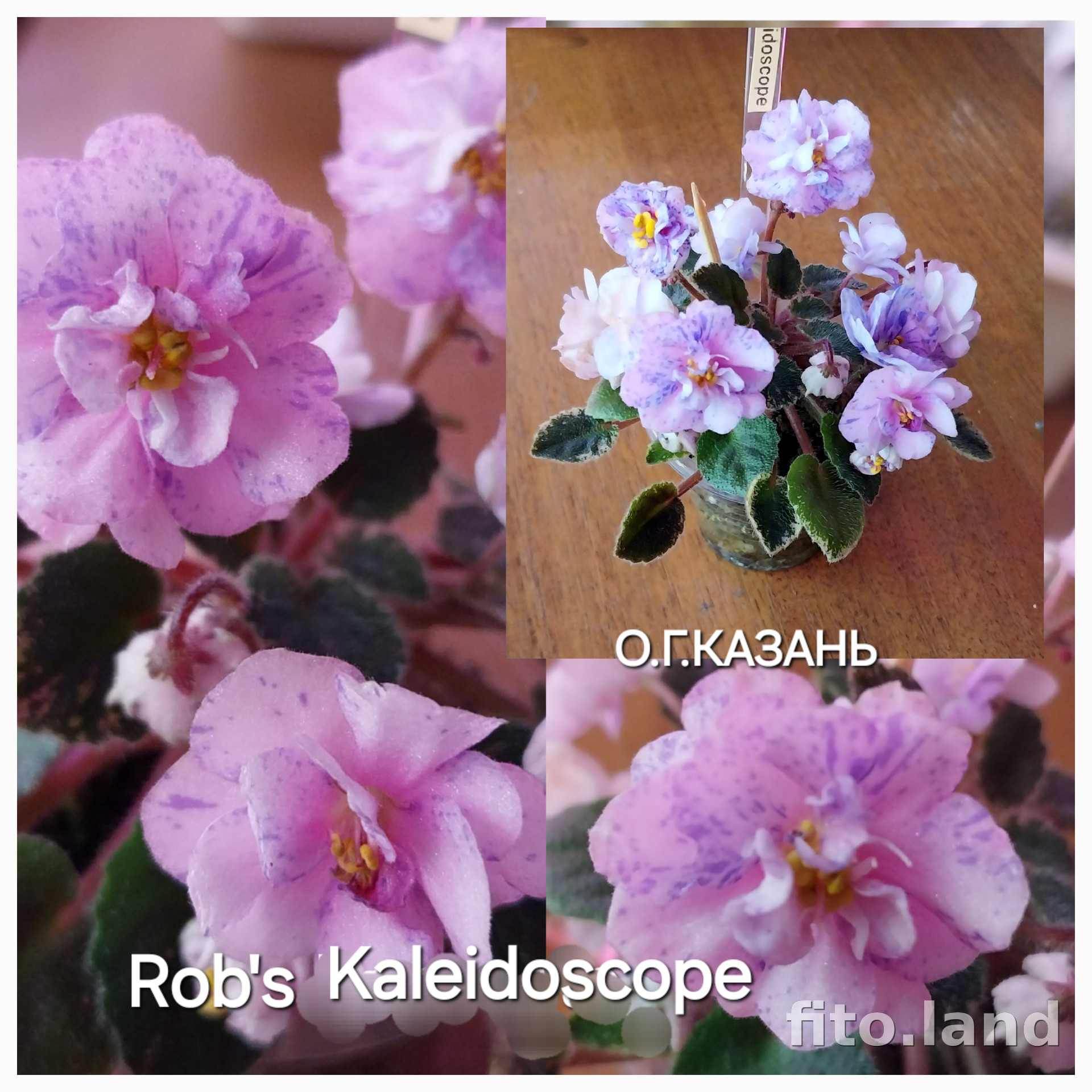 Фиалка Rob's Kaleidoscope, фото