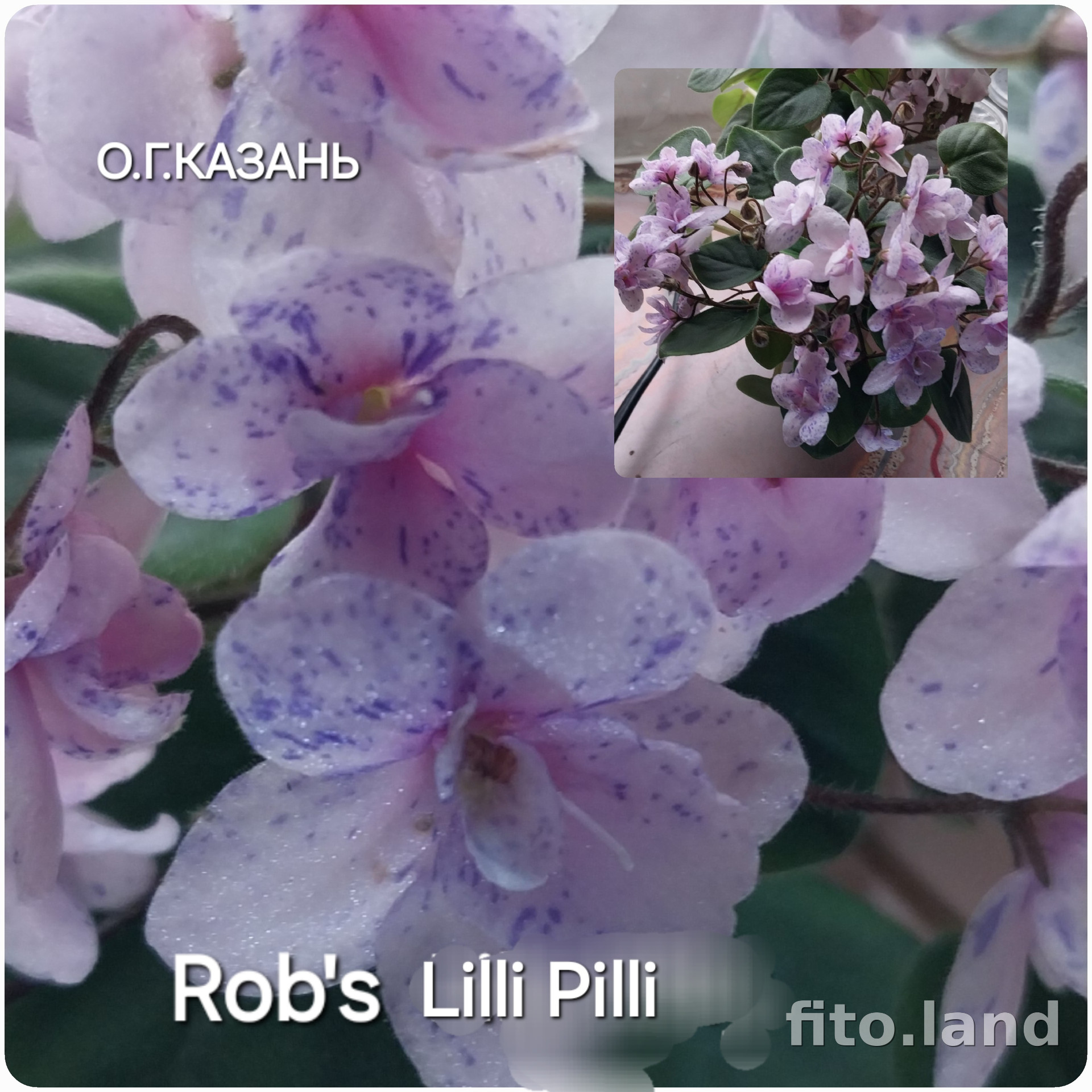 Фиалка Rob's Lilli Pilli, фото