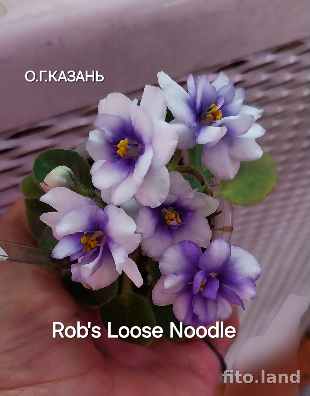 Фиалка Rob's Loose Noodle, фото