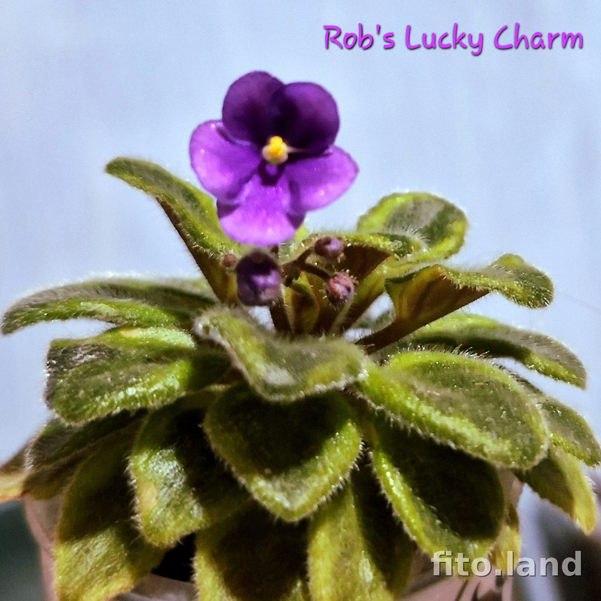 Фиалка Rob's Lucky Charm, фото