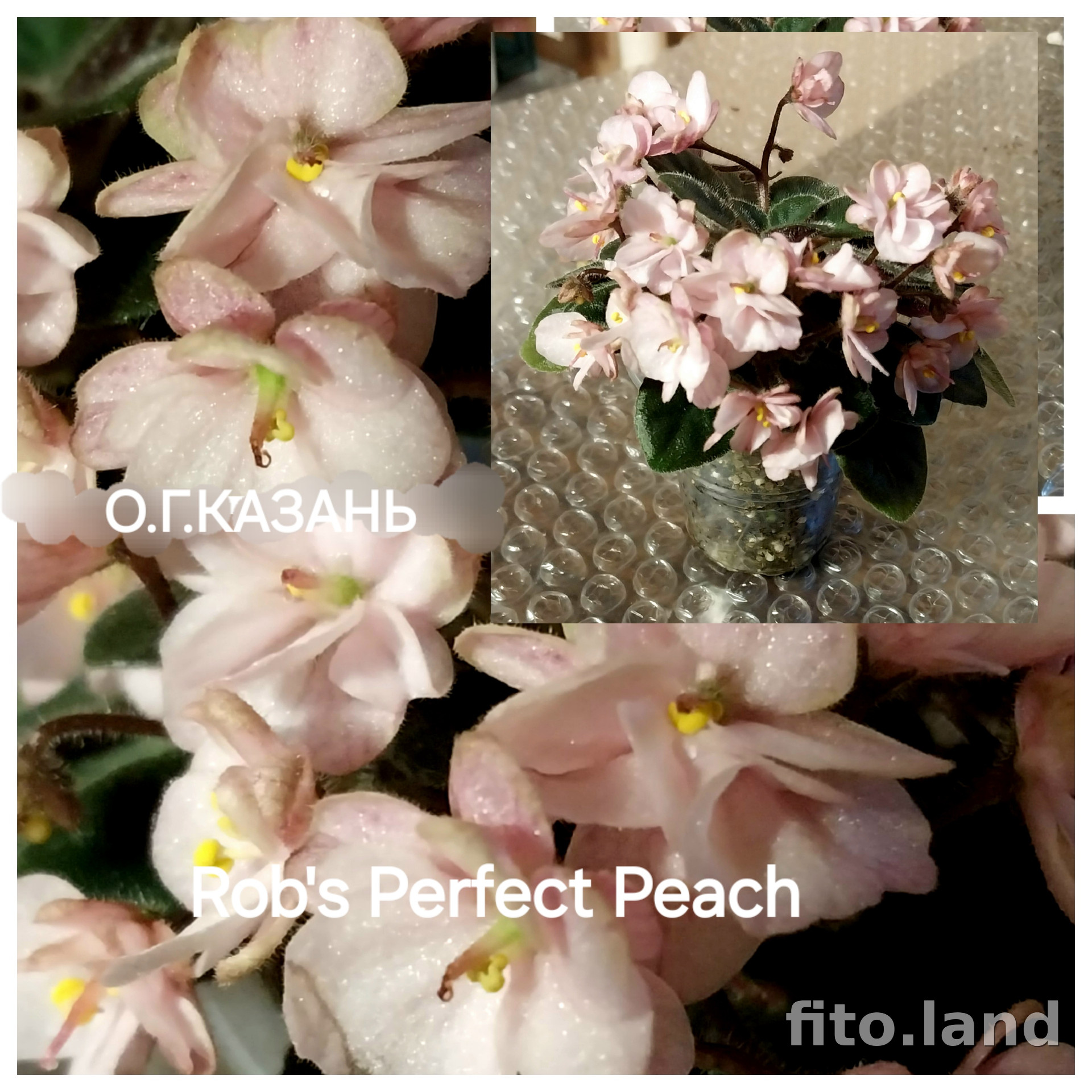 Фиалка Rob's Perfect Peach, фото