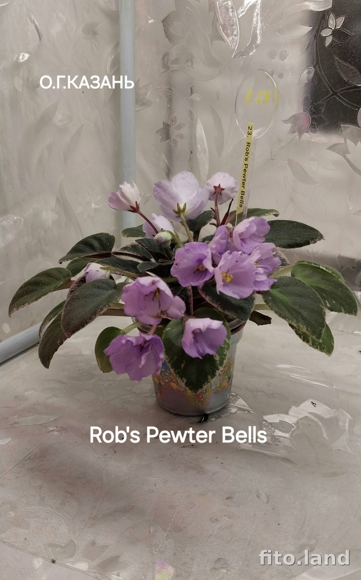 Фиалка Rob's Pewter Bells, фото