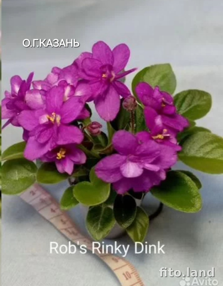 Фиалка Rob's Rinky Dink, фото