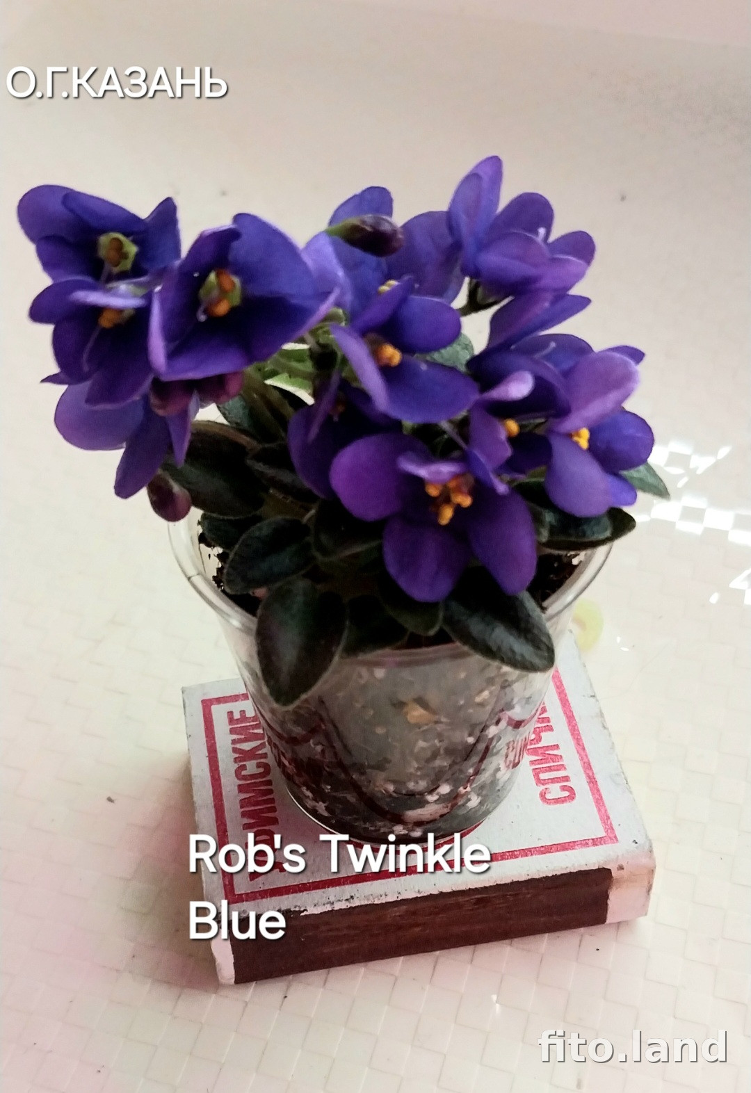 Фиалка Rob's Twinkle Blue, фото