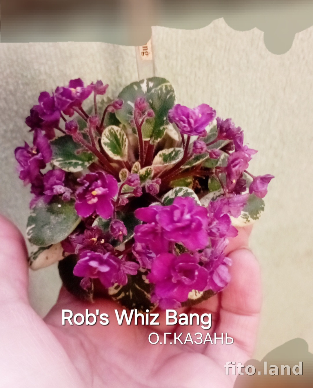 Фиалка Rob's Whiz Bang, фото