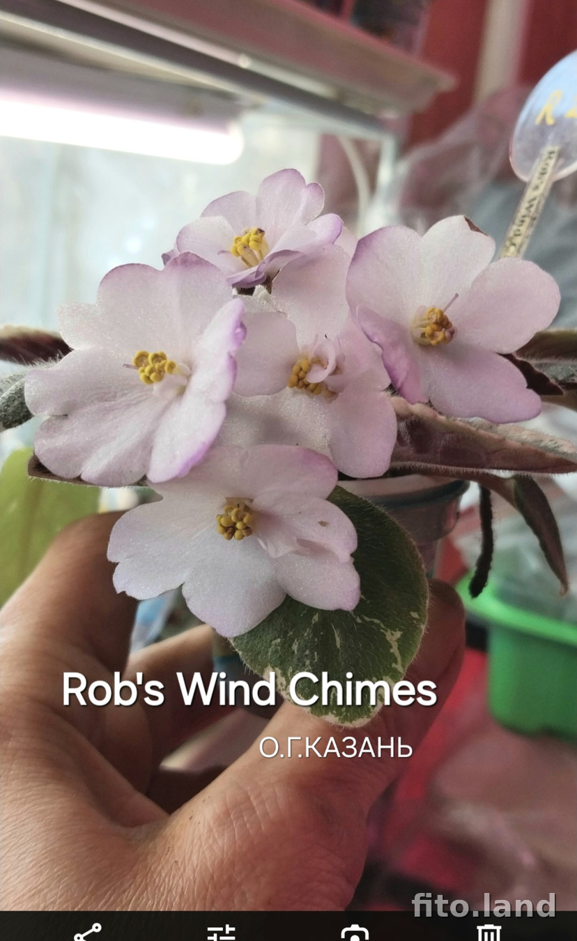 Фиалка Rob's Wind Chimes, фото