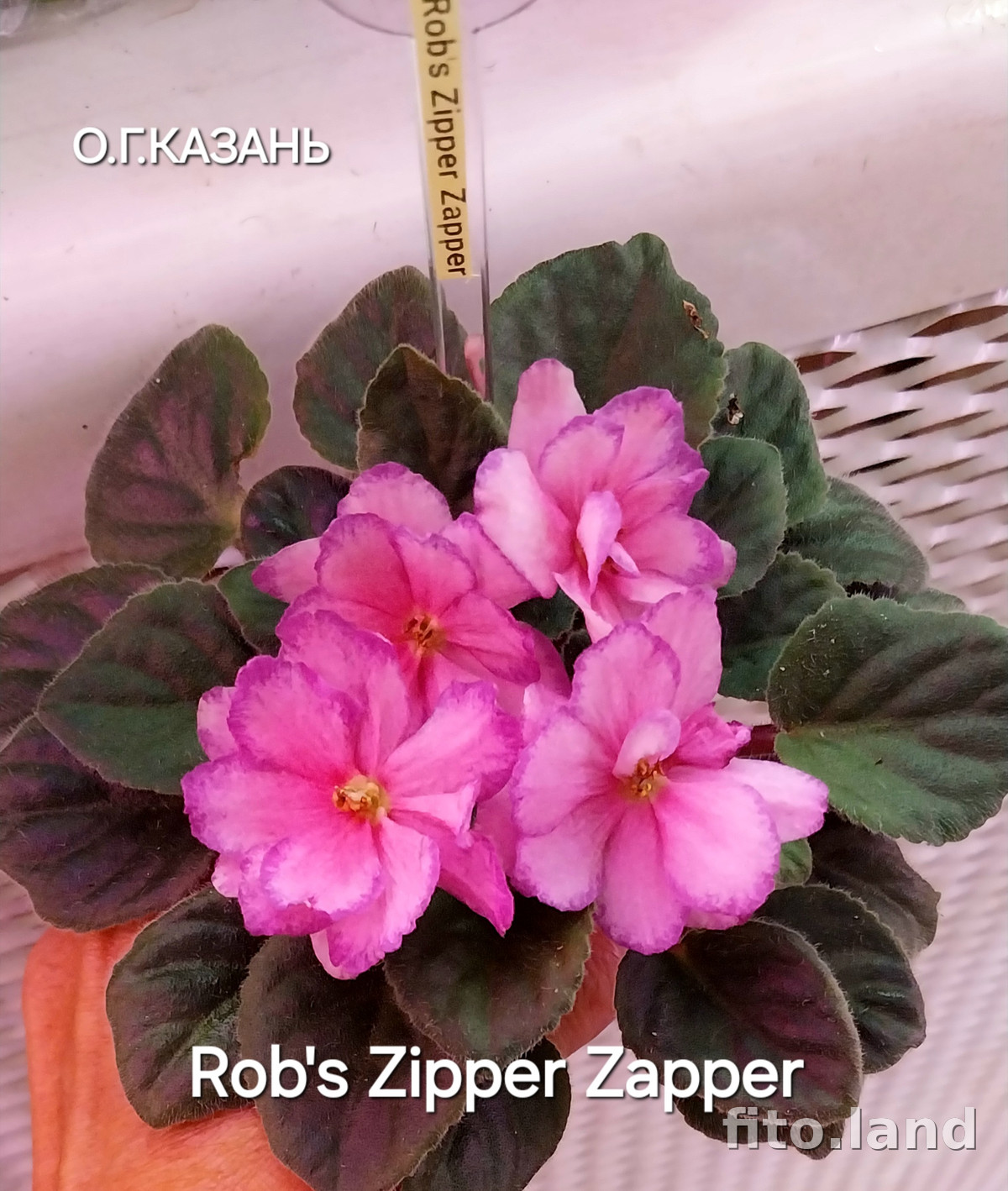 Фиалка Rob's Zipper Zapper, фото