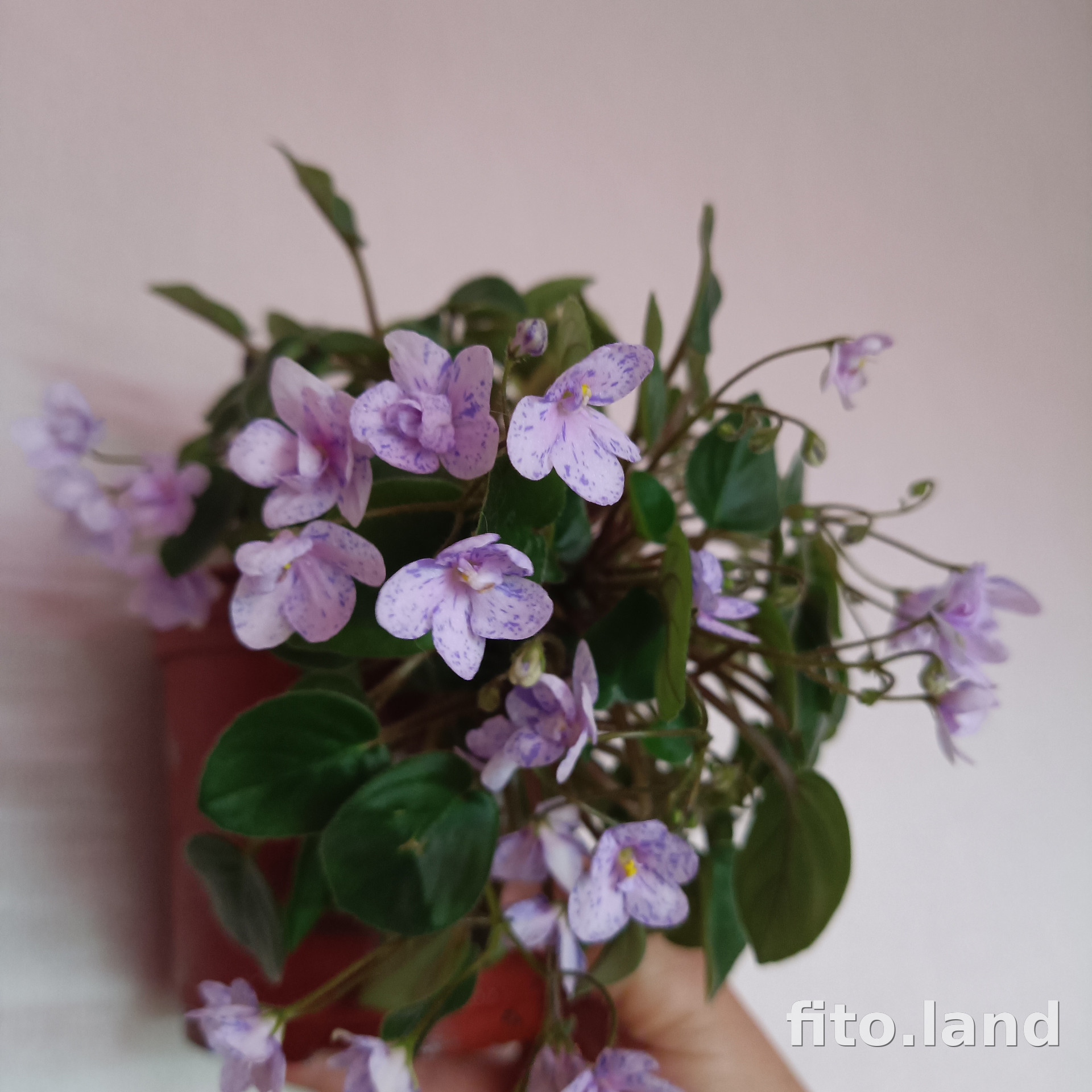 Фиалка Rocky Mountain Trail, фото