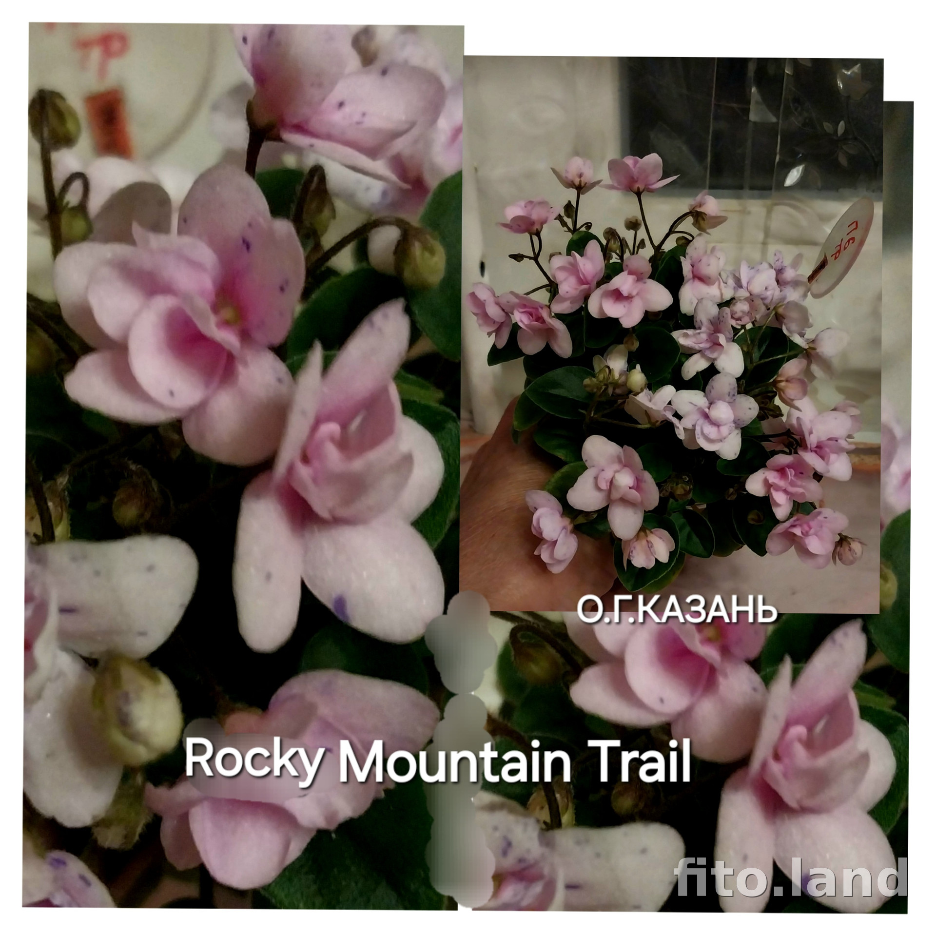 Фиалка Rocky Mountain Trail, фото