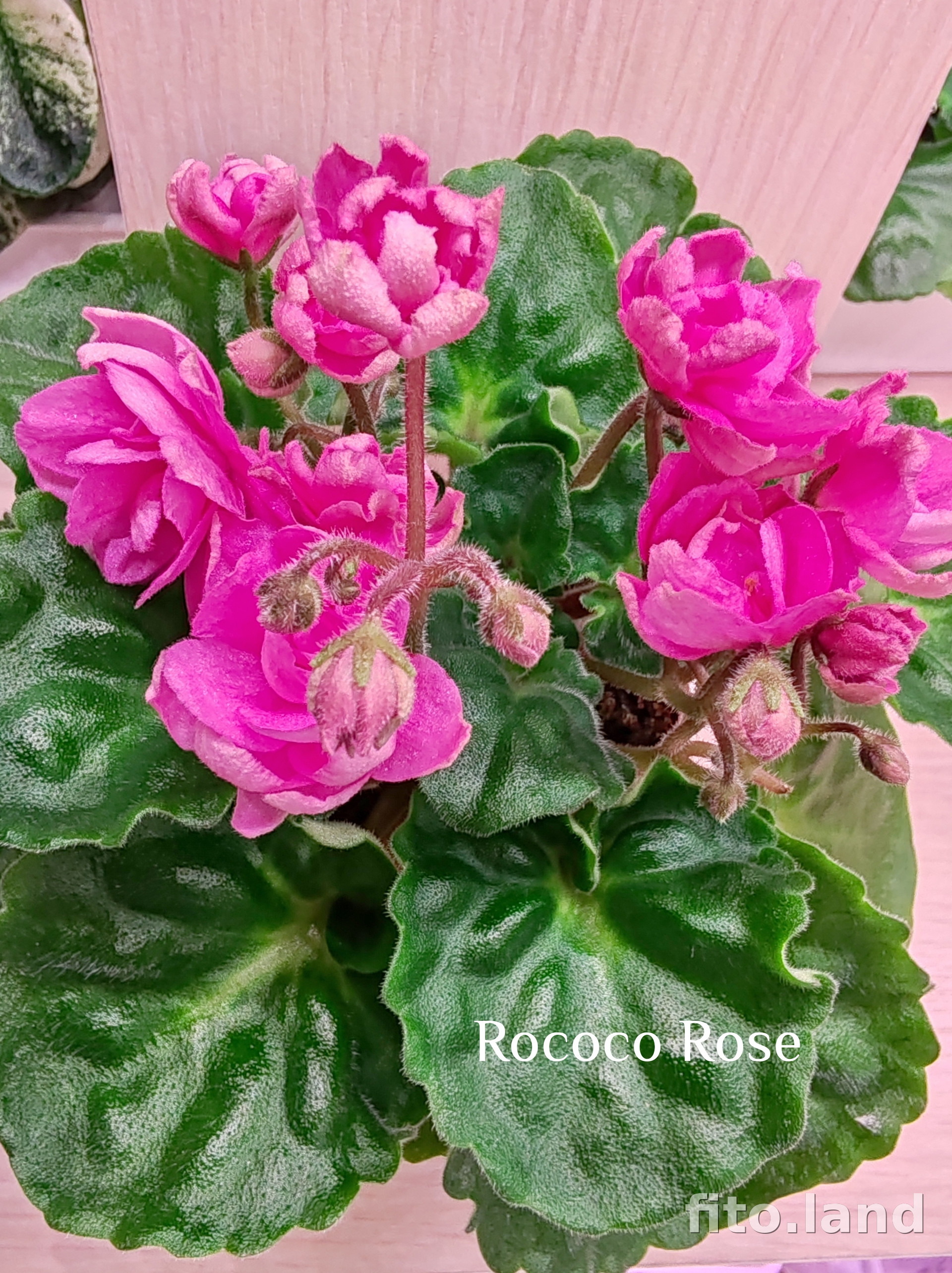 Фиалка Rococo Rose, фото