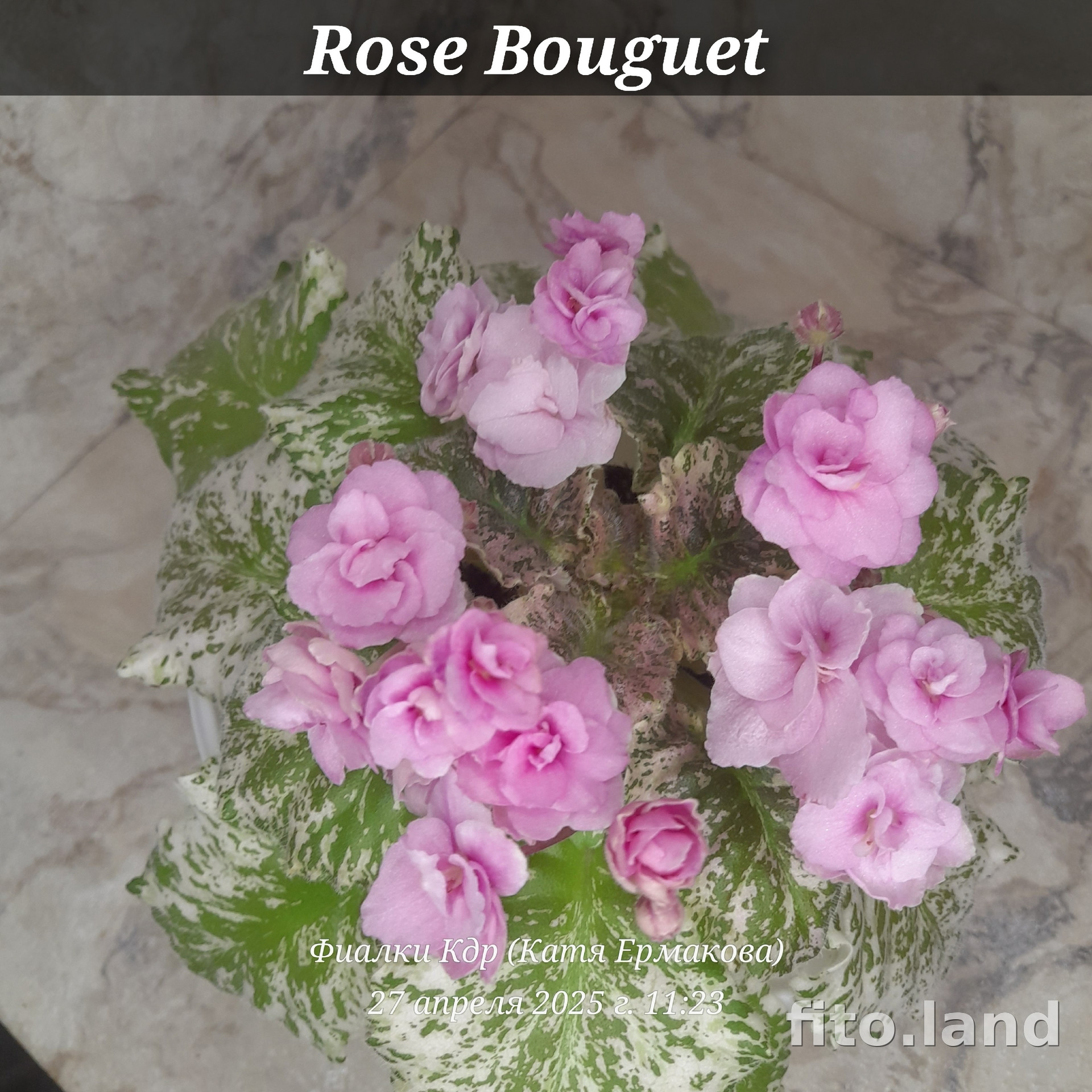 Фиалка Rose Bouquet, фото