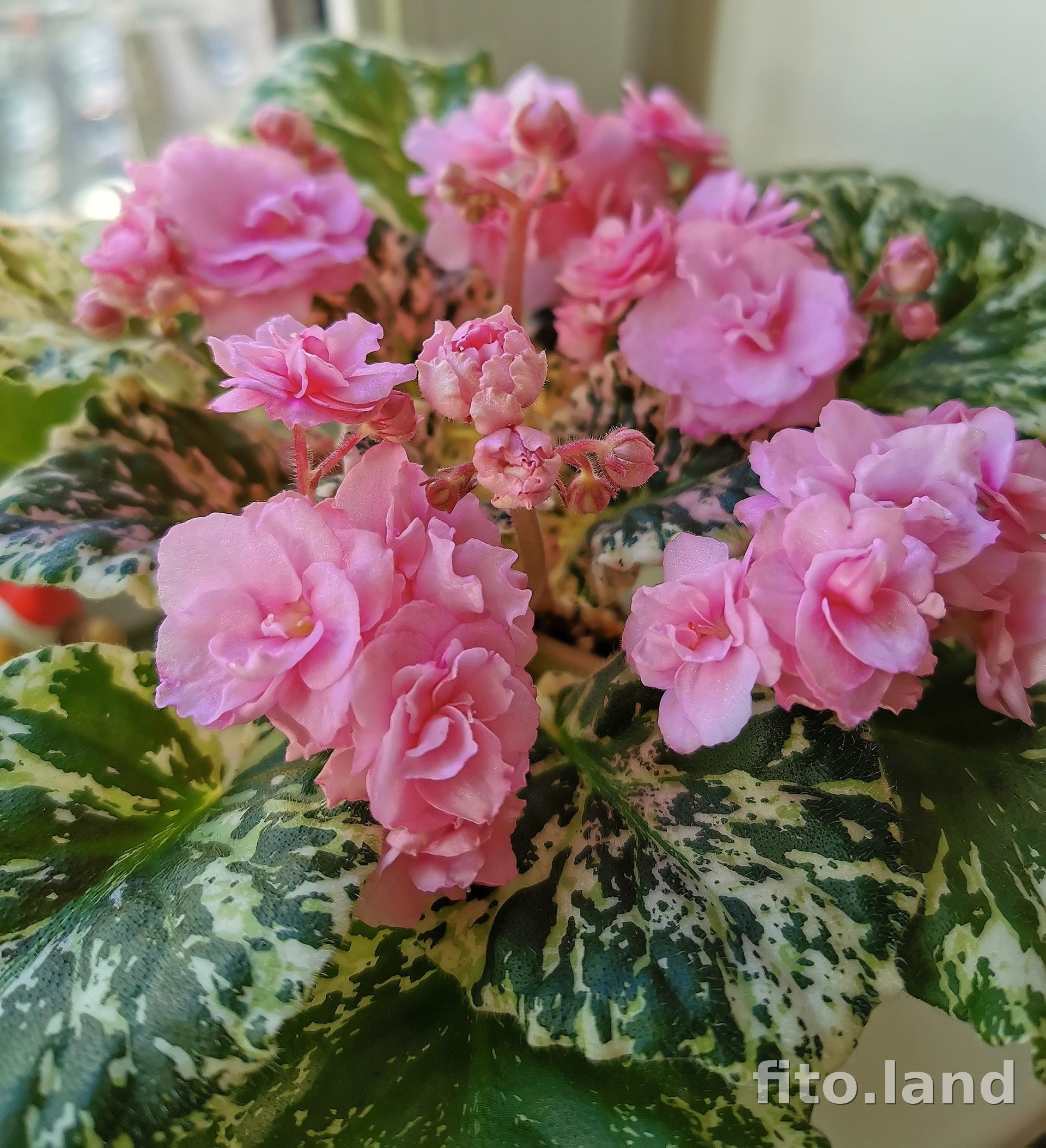 Фиалка Rose Bouquet, фото